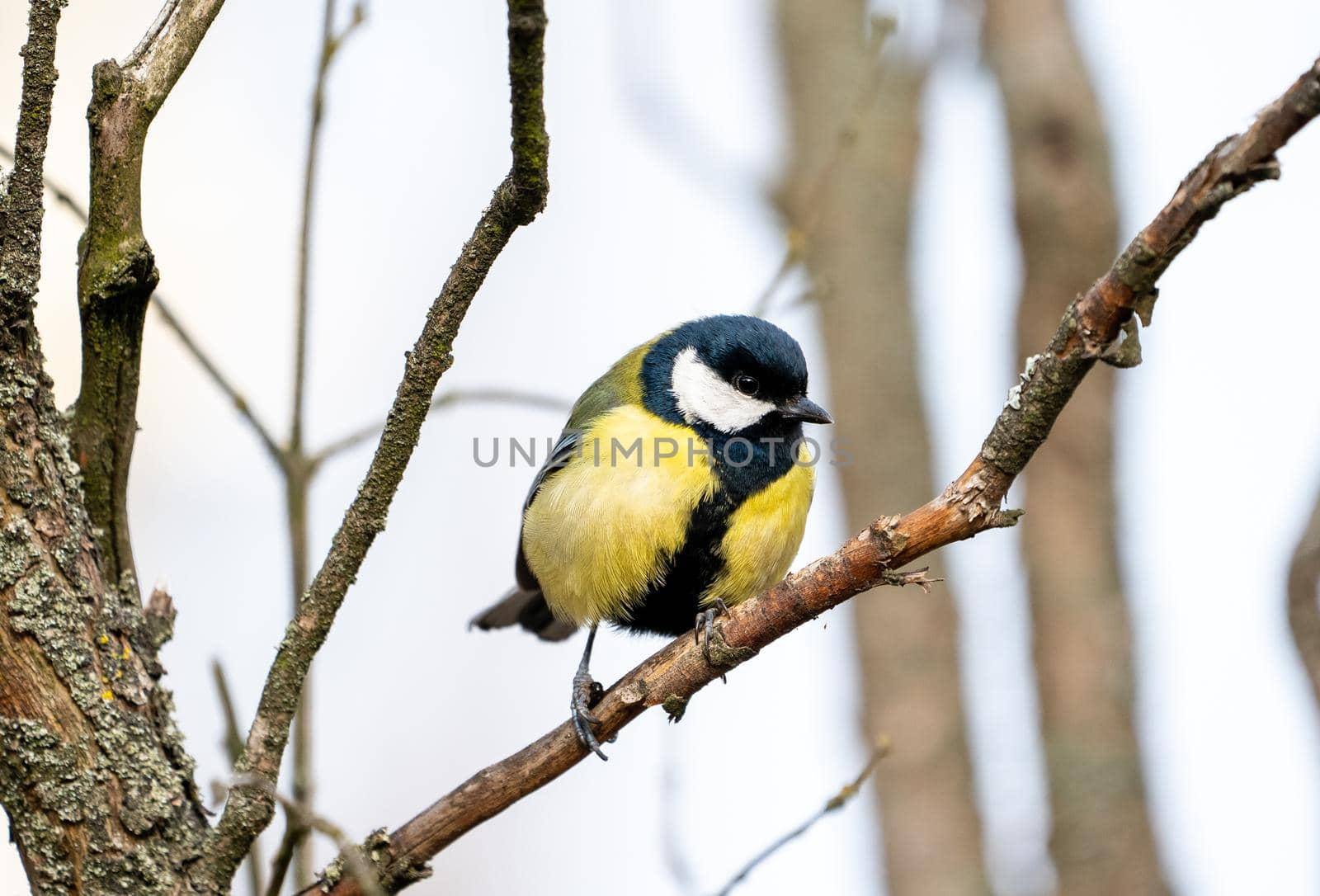 great tit or yellow-bellied tit close up bird portrait. Parus major, Birdwatching and wildlife photography