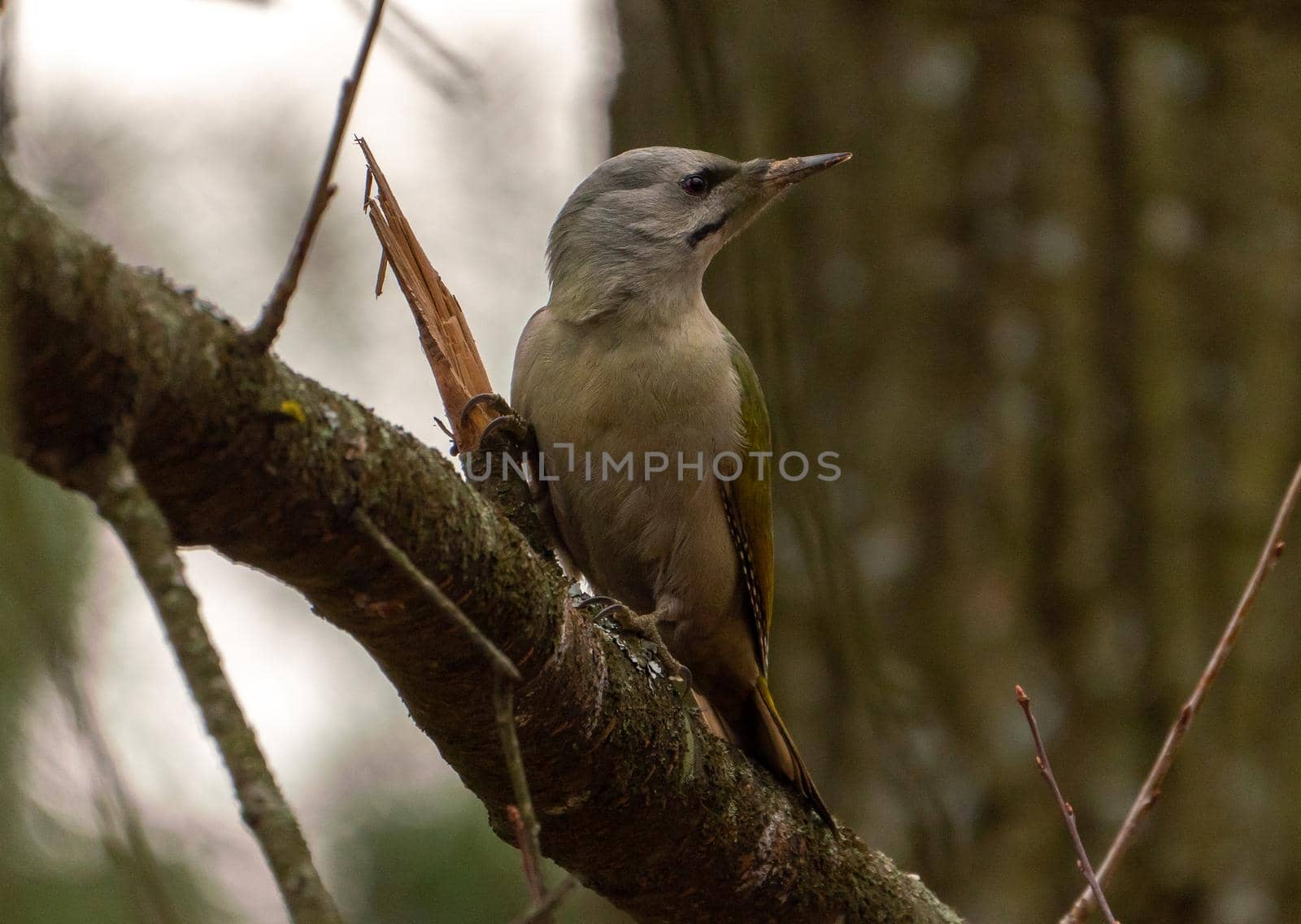 Grey-headed or grey-faced woodpecker female portrait. Picus canus. Birdwatching and wildlife photography