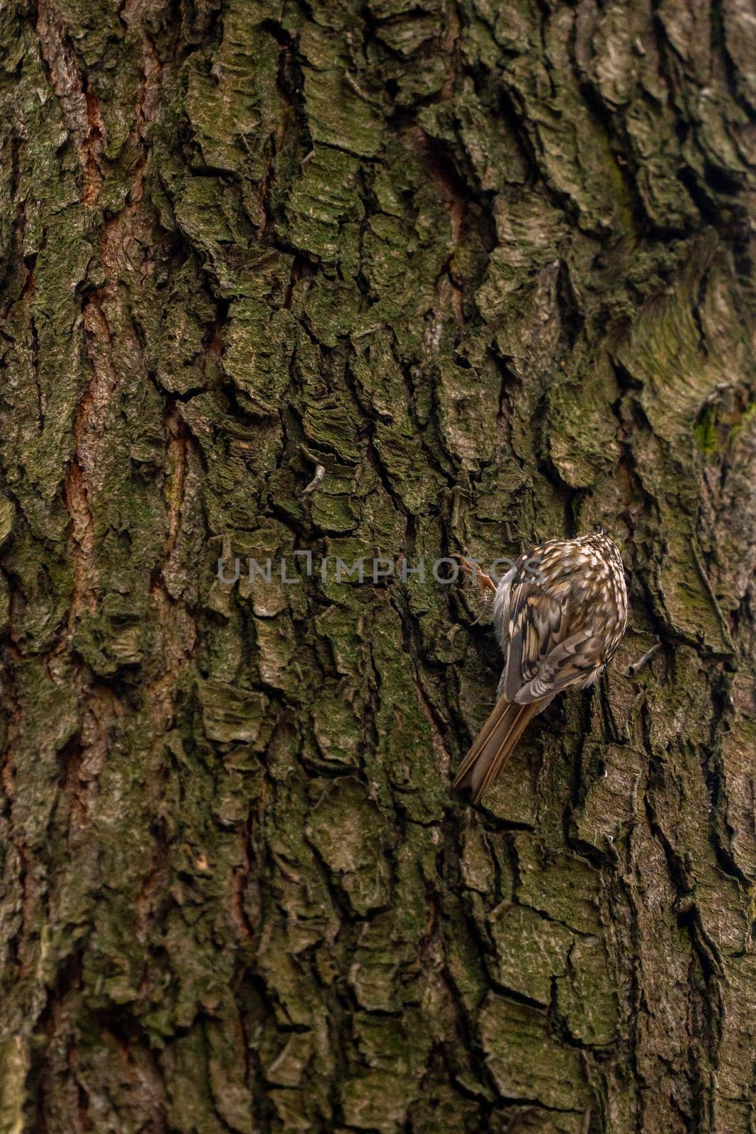 Eurasian treecreeper or common treecreeper sitting on tree trunk. Birdwatching and wildlife photography