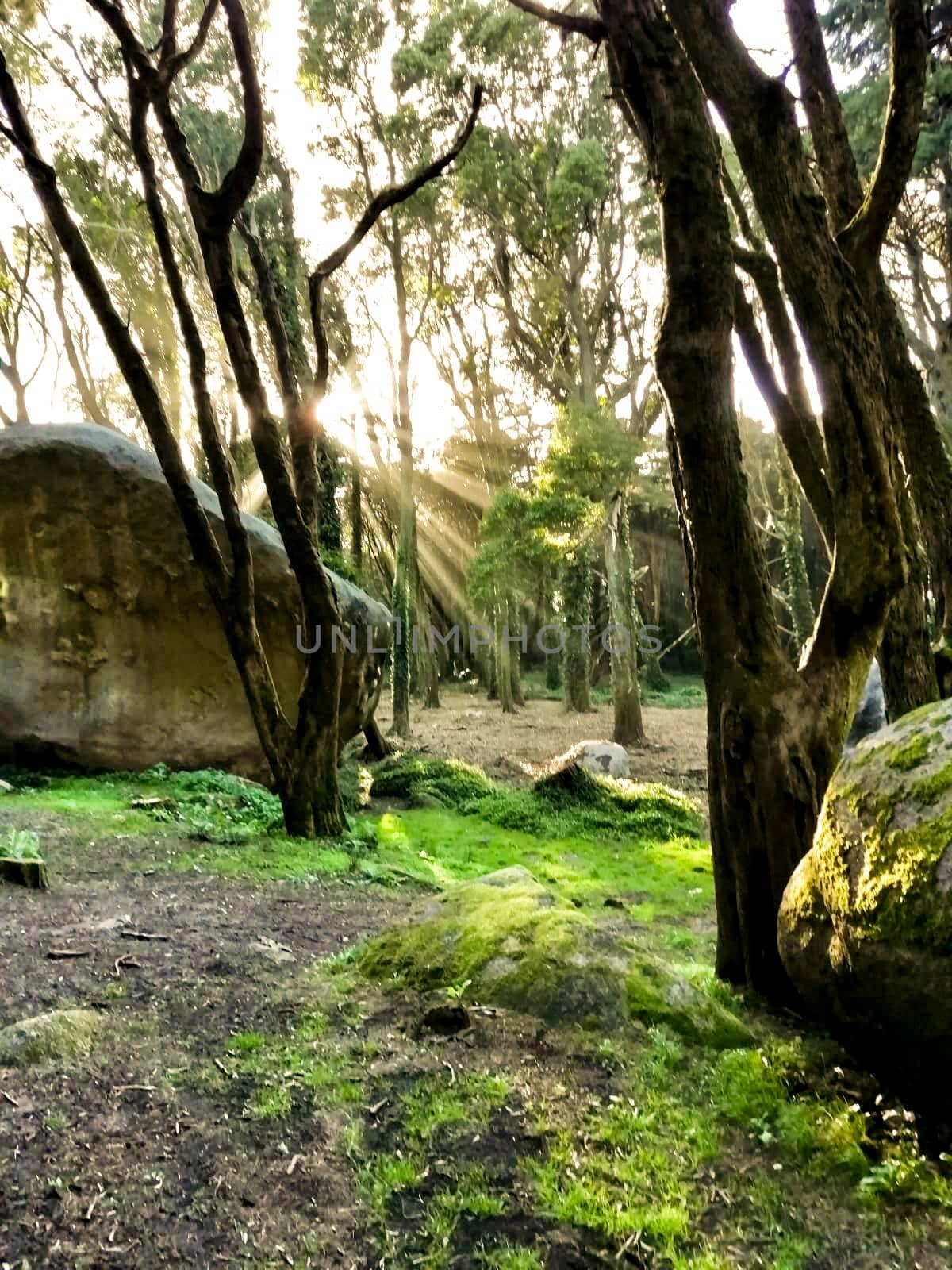 Beautiful leafy forest with colossal rock formations and majestic trees with soft sun rays in Sintra Mountains in Lisbon, Portugal