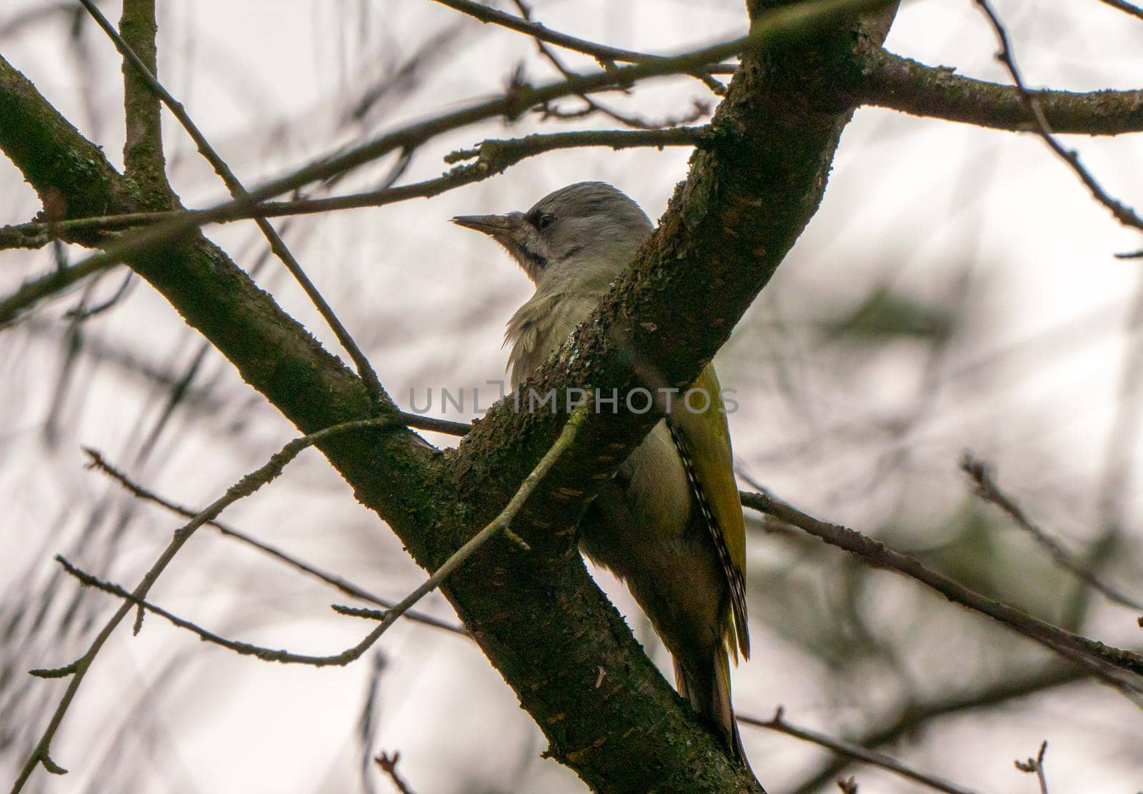 Grey-headed or grey-faced woodpecker female Picus canus by Arsgera