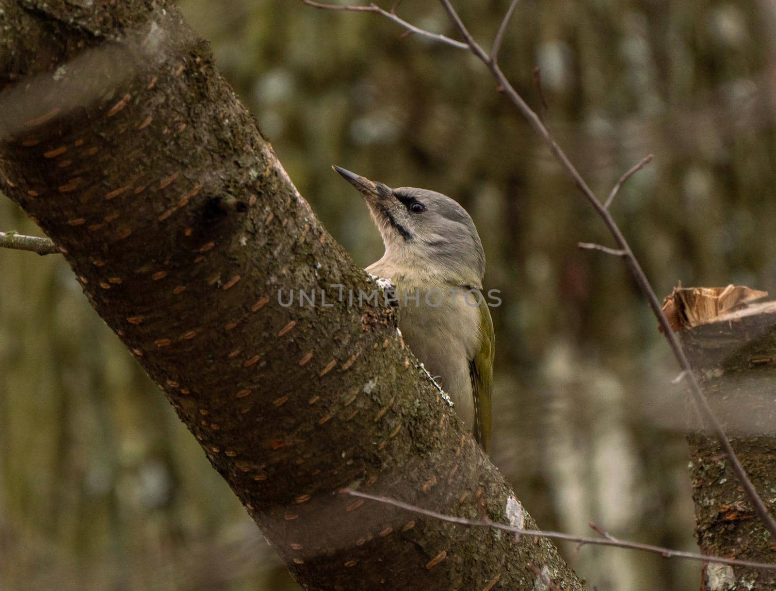 Grey-headed or grey-faced woodpecker female portrait. Picus canus. Birdwatching and wildlife photography