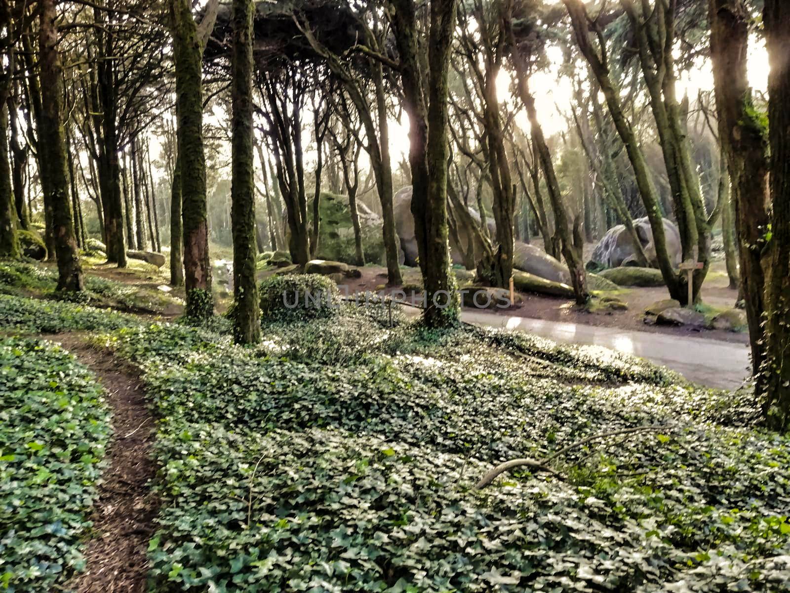 Beautiful leafy forest with colossal trees and soft sun rays in Sintra Mountains in Lisbon, Portugal