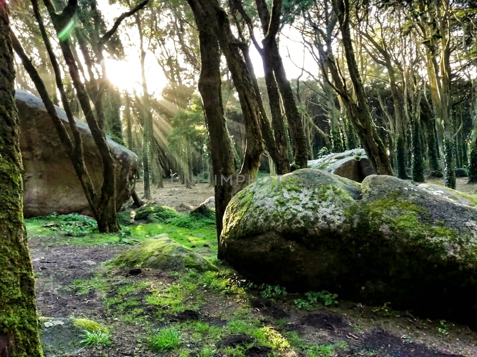 Beautiful leafy forest with colossal rock formations and majestic trees with soft sun rays in Sintra Mountains in Lisbon, Portugal