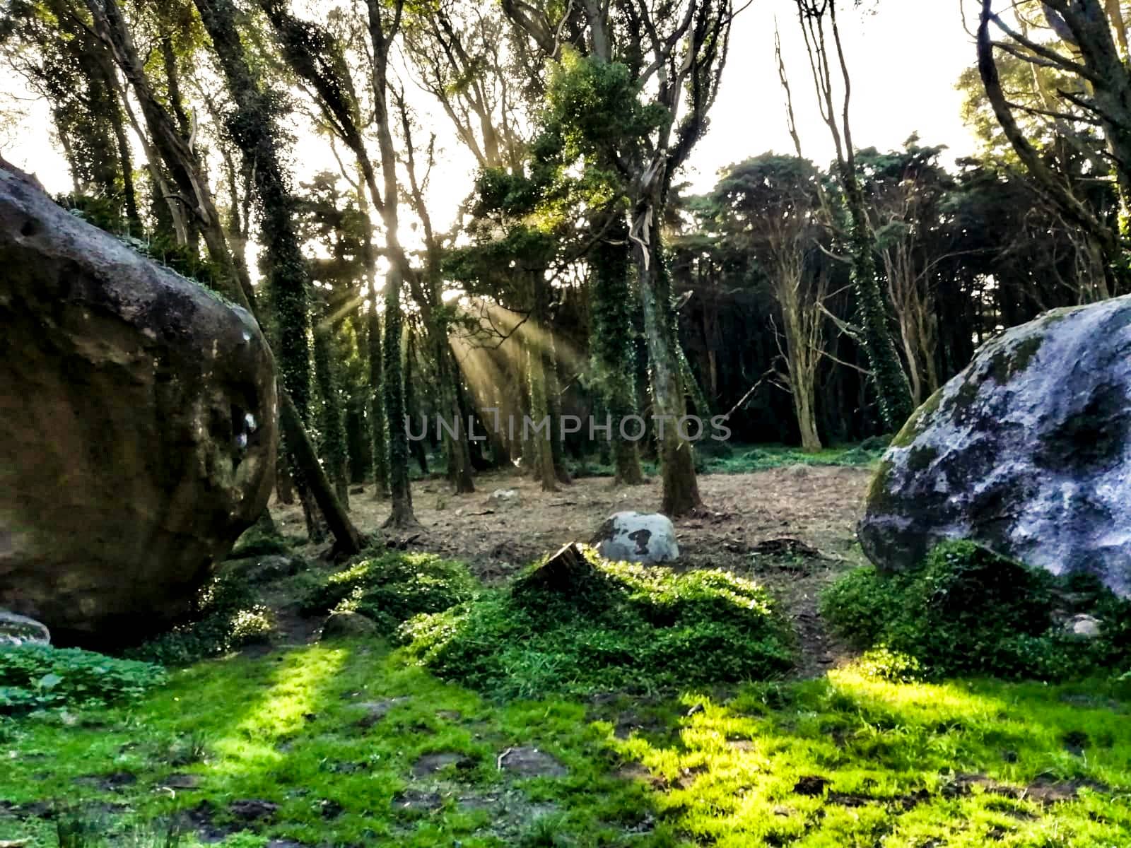 Beautiful leafy forest with colossal rock formations and majestic trees with soft sun rays in Sintra Mountains in Lisbon, Portugal