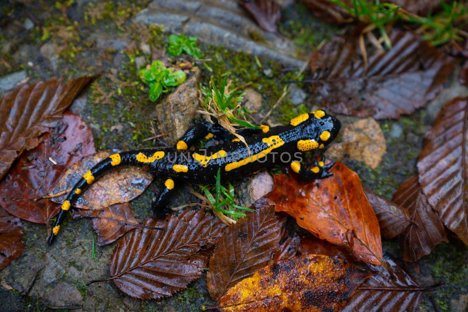 fire salamander or Salamandra salamandra the best-known salamander species in Europe. Close up portrait with shallow DOF and foliage leaves in the wild. Wildlife photography
