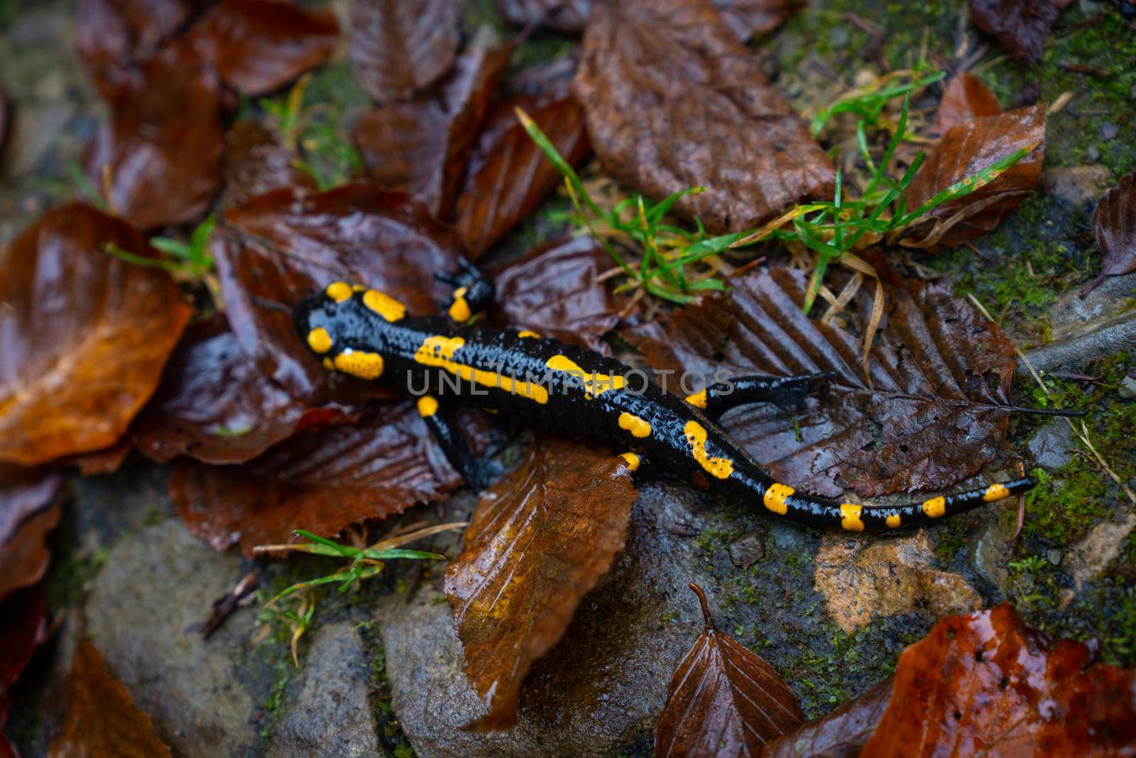 fire salamander or Salamandra salamandra by Arsgera