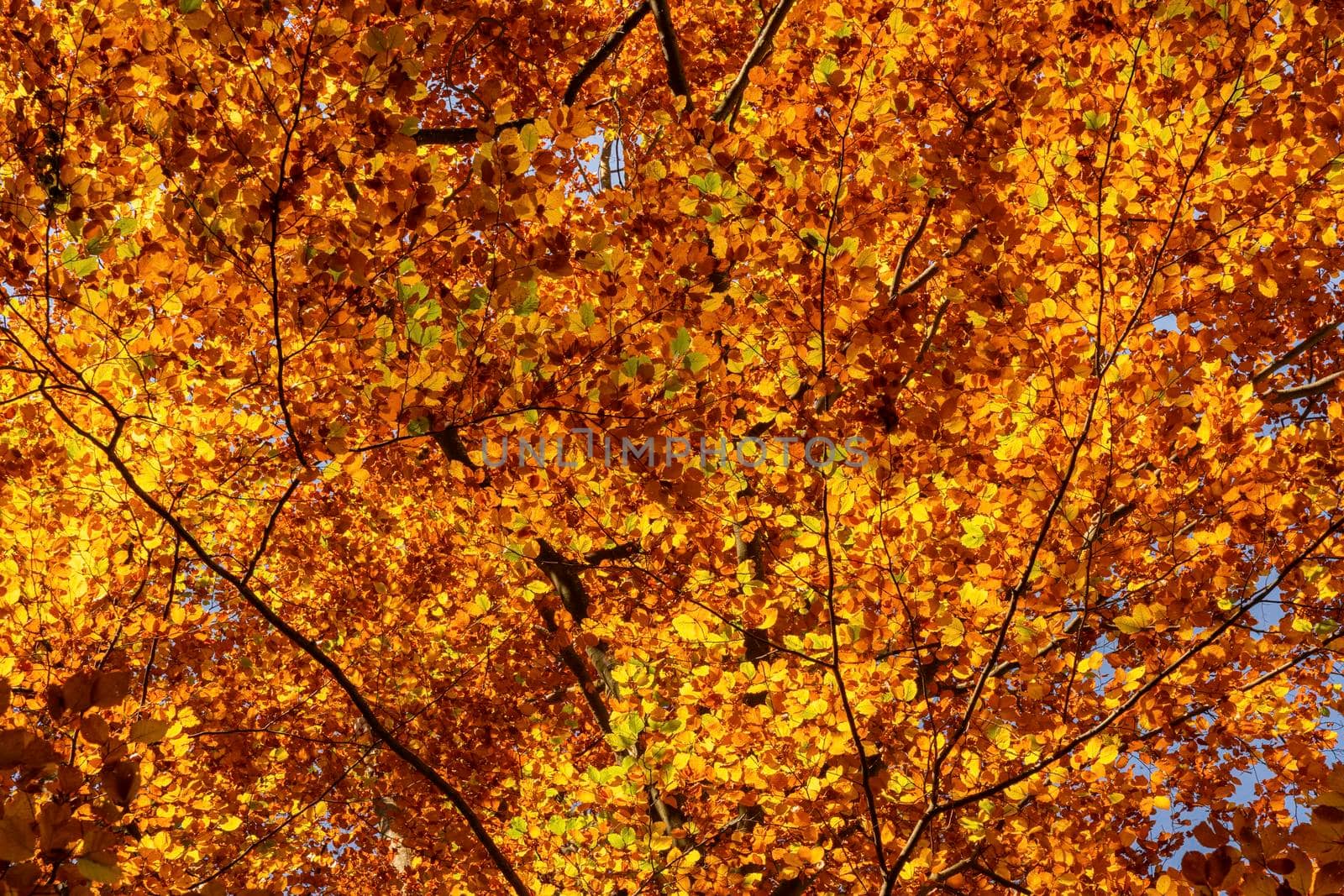Autumn foliage golden leaves as texture or background