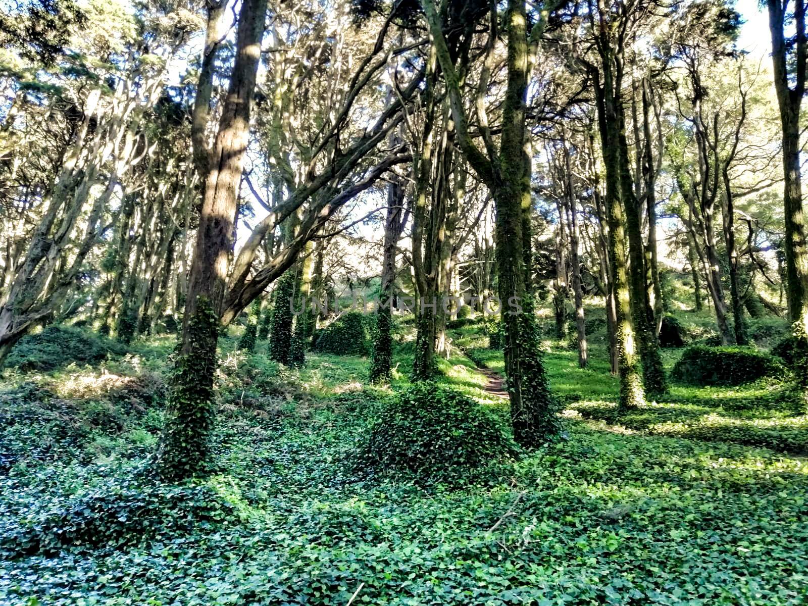 Beautiful leafy forest with colossal trees and soft sun rays in Sintra Mountains in Lisbon, Portugal