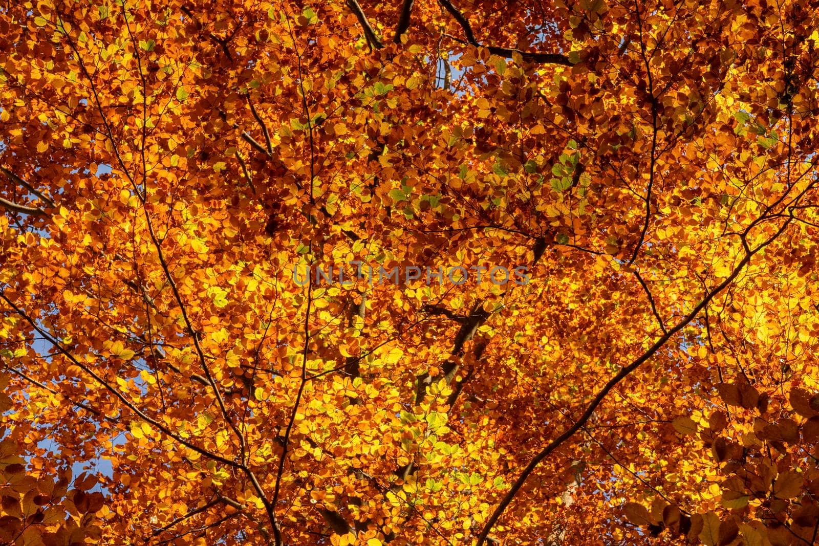 Autumn foliage golden leaves as texture or background by Arsgera