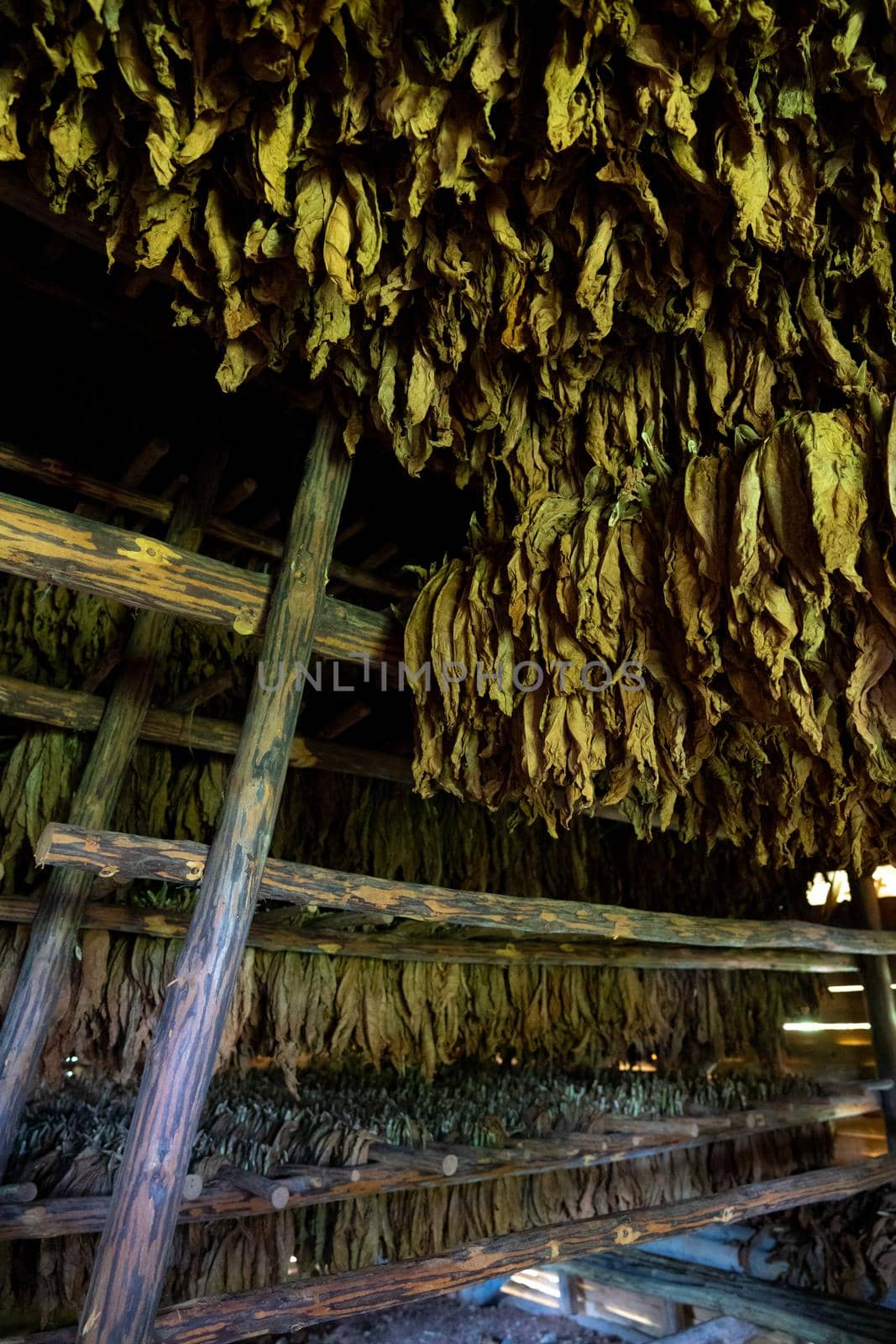 Tobacco drying, inside a shed or barn for drying tobacco leaves in Cuba by Arsgera