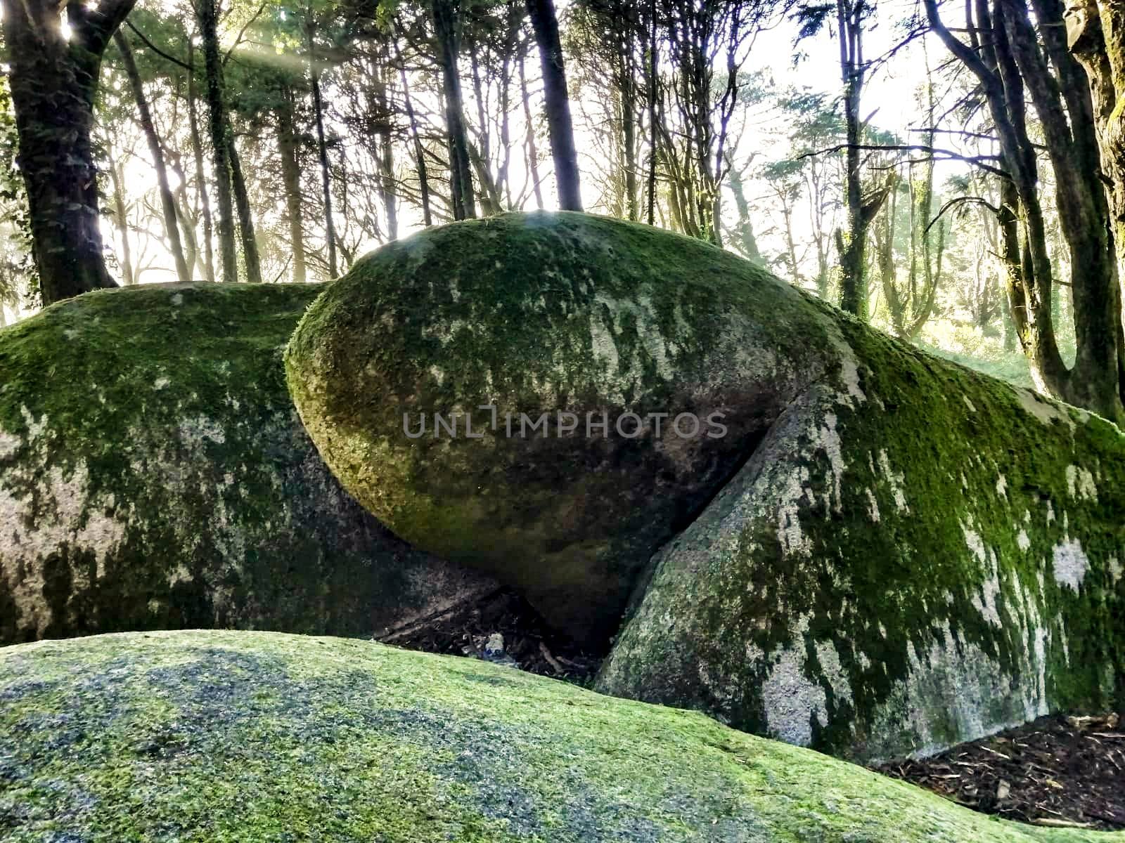 Beautiful leafy forest with colossal rock formations and majestic trees with soft sun rays in Sintra Mountains in Lisbon, Portugal
