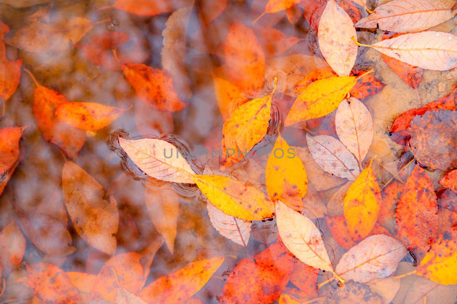 Autumn yellow leaves in a puddle background . Autumn background. Banner autumn. Autumn leaves. Nature. Copy space