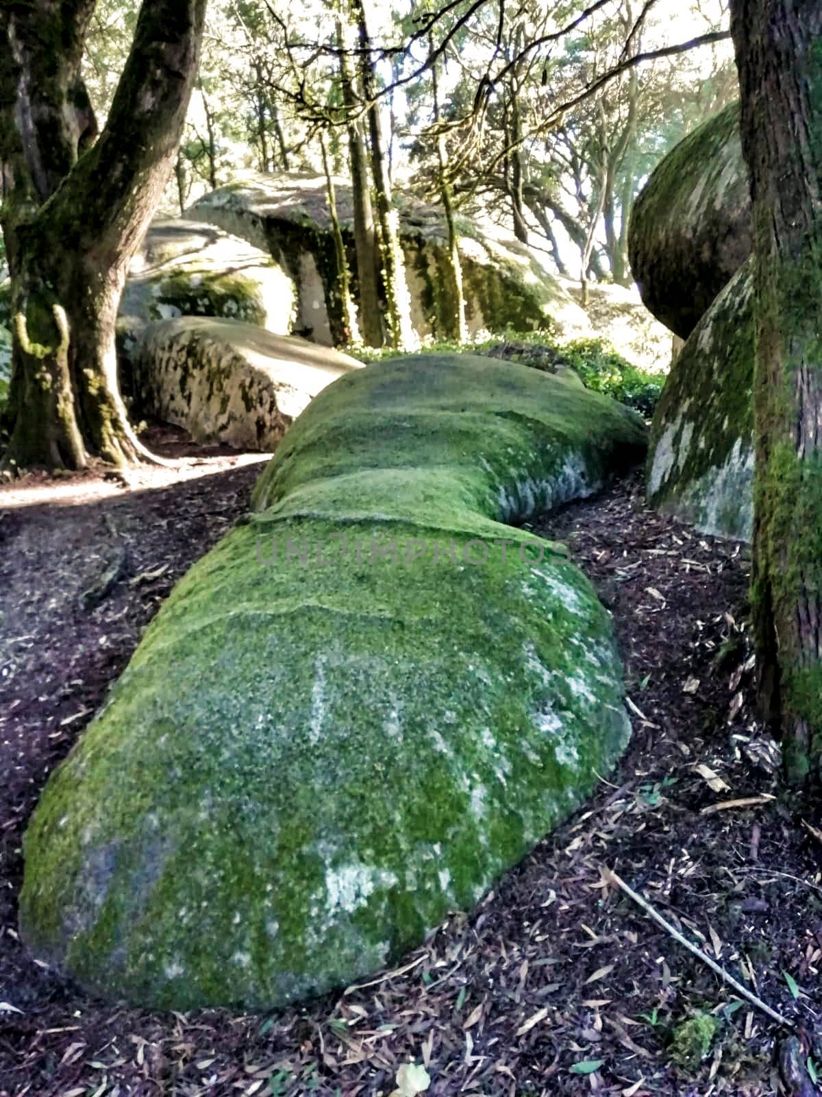 Beautiful leafy forest with colossal rock formations and majestic trees with soft sun rays in Sintra Mountains in Lisbon, Portugal
