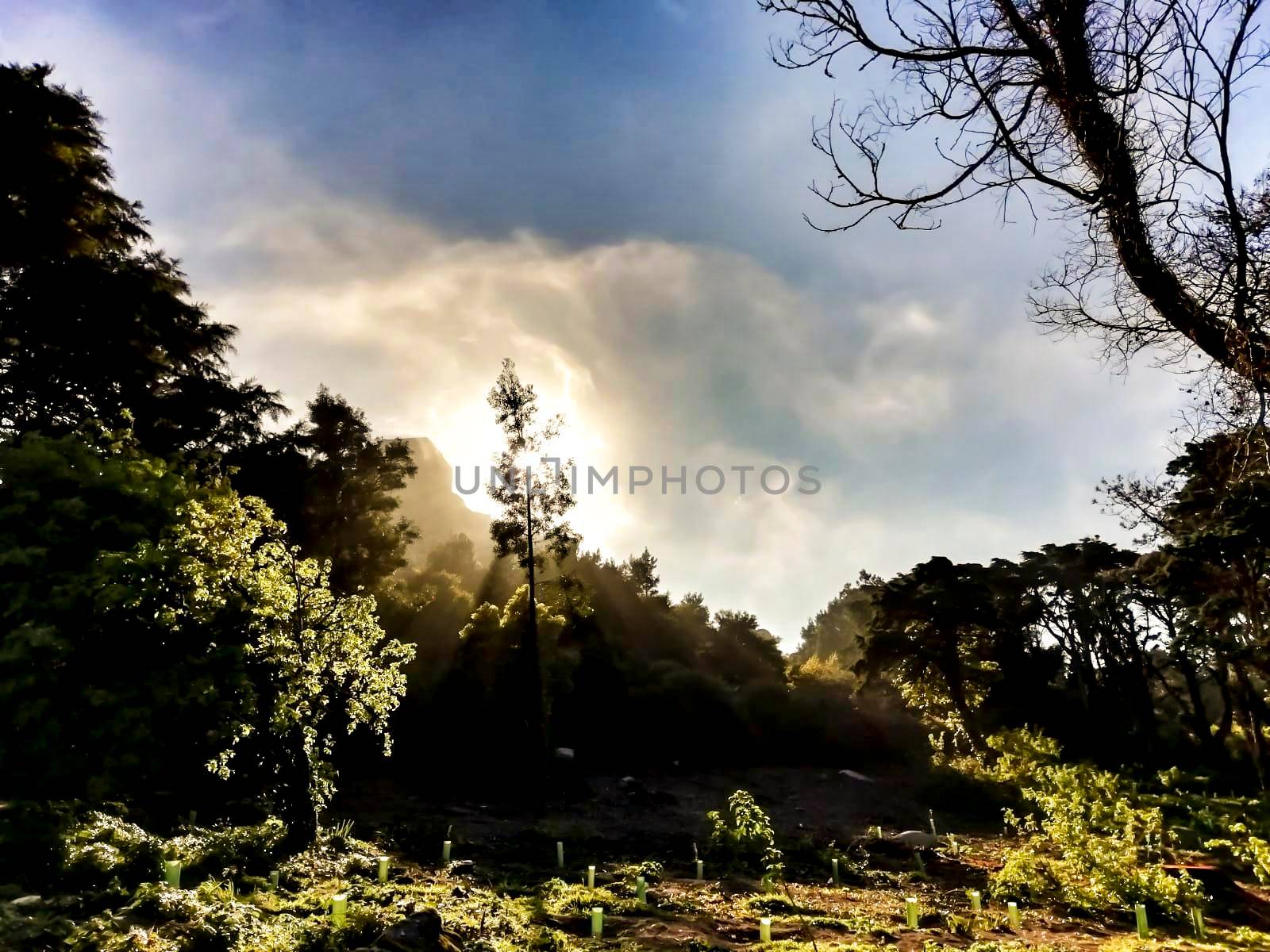 Beautiful leafy forest with colossal trees and soft sun rays in Sintra Mountains in Lisbon, Portugal