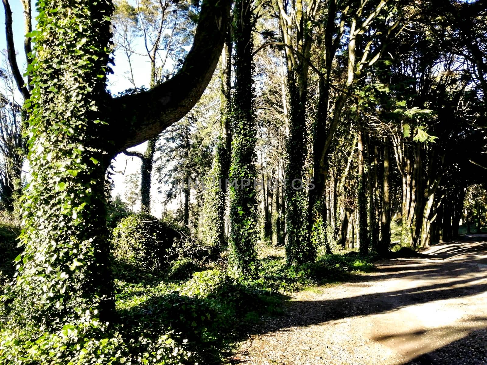 Road crossing leafy pine forest in Sintra Mountains in Lisbon, Portugal