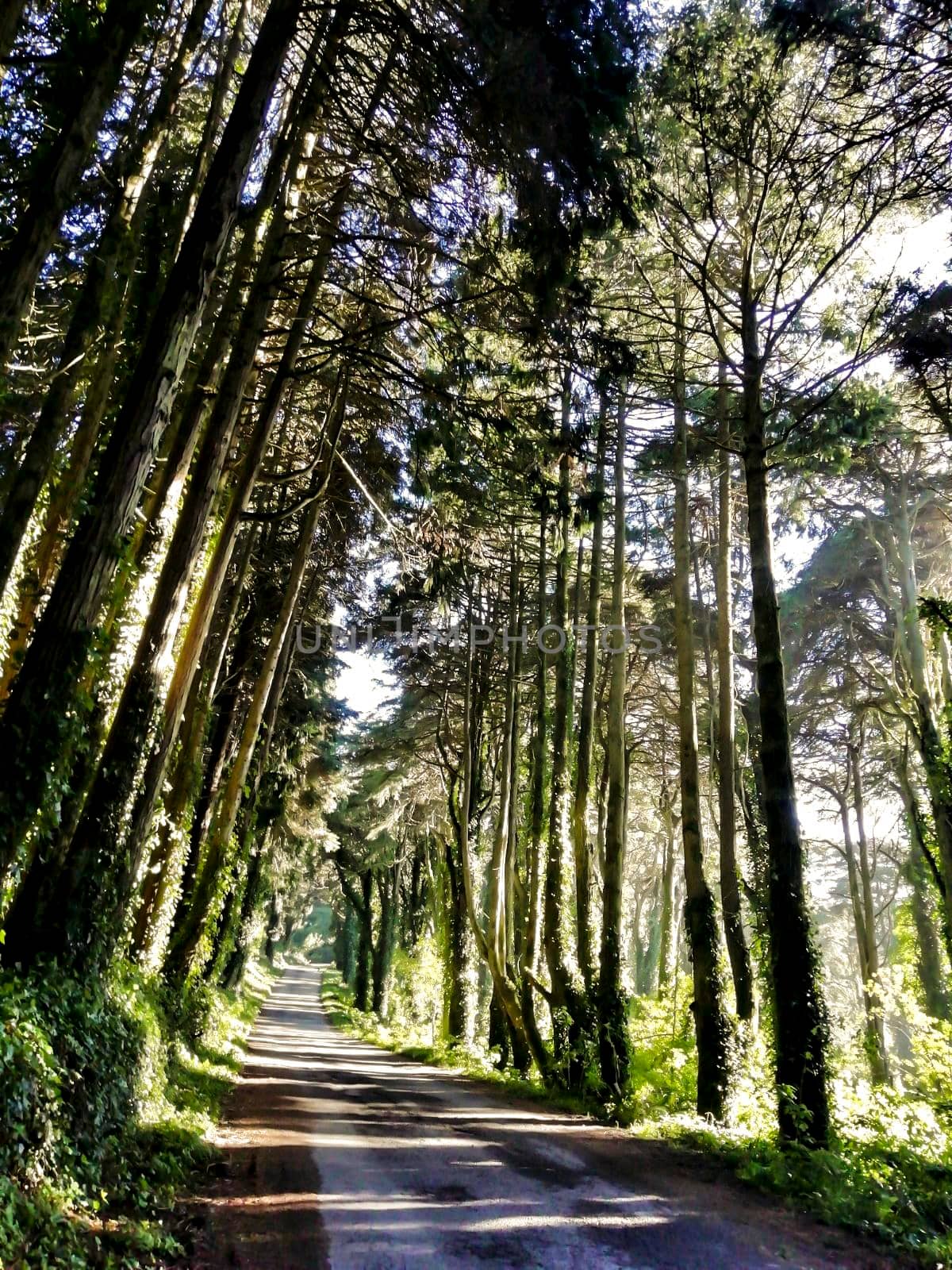Road crossing leafy pine forest in Sintra Mountains in Lisbon, Portugal