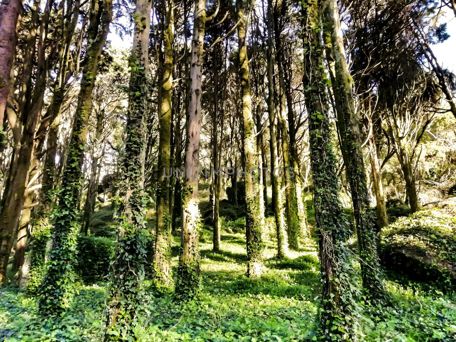 Beautiful leafy forest with colossal trees and soft sun rays in Sintra Mountains in Lisbon, Portugal