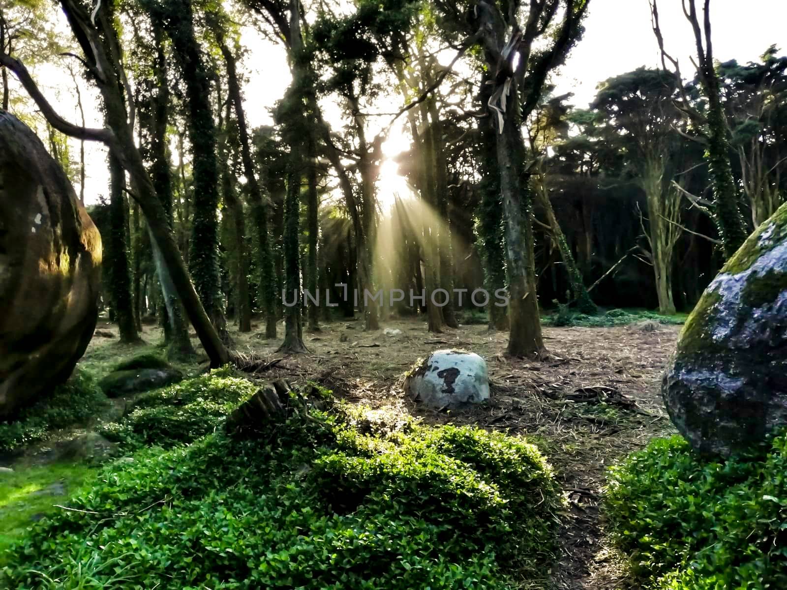 Beautiful leafy forest with colossal rock formations and majestic trees with soft sun rays in Sintra Mountains in Lisbon, Portugal