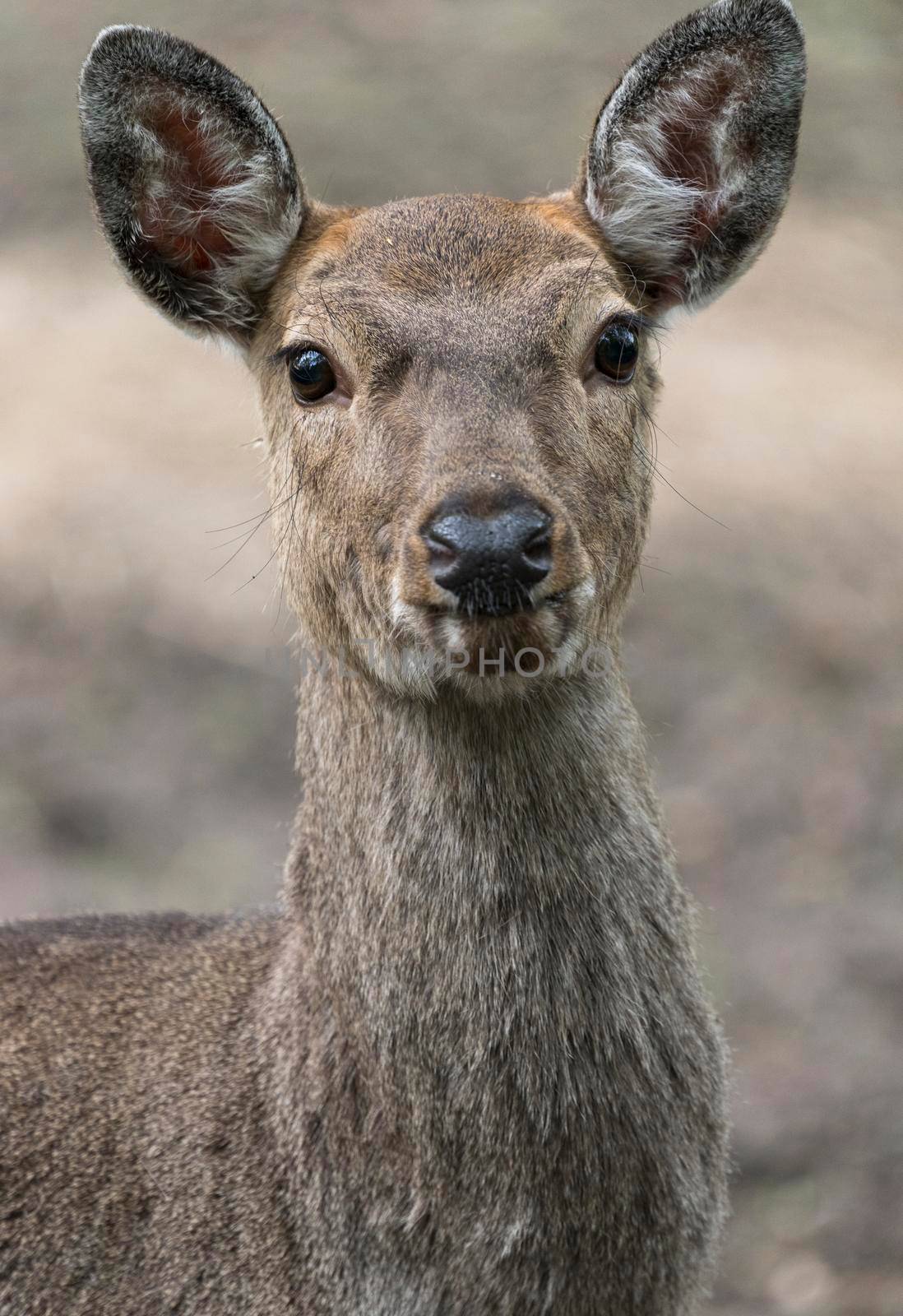 Dappled deer close-up portrait captured in the wild by Arsgera