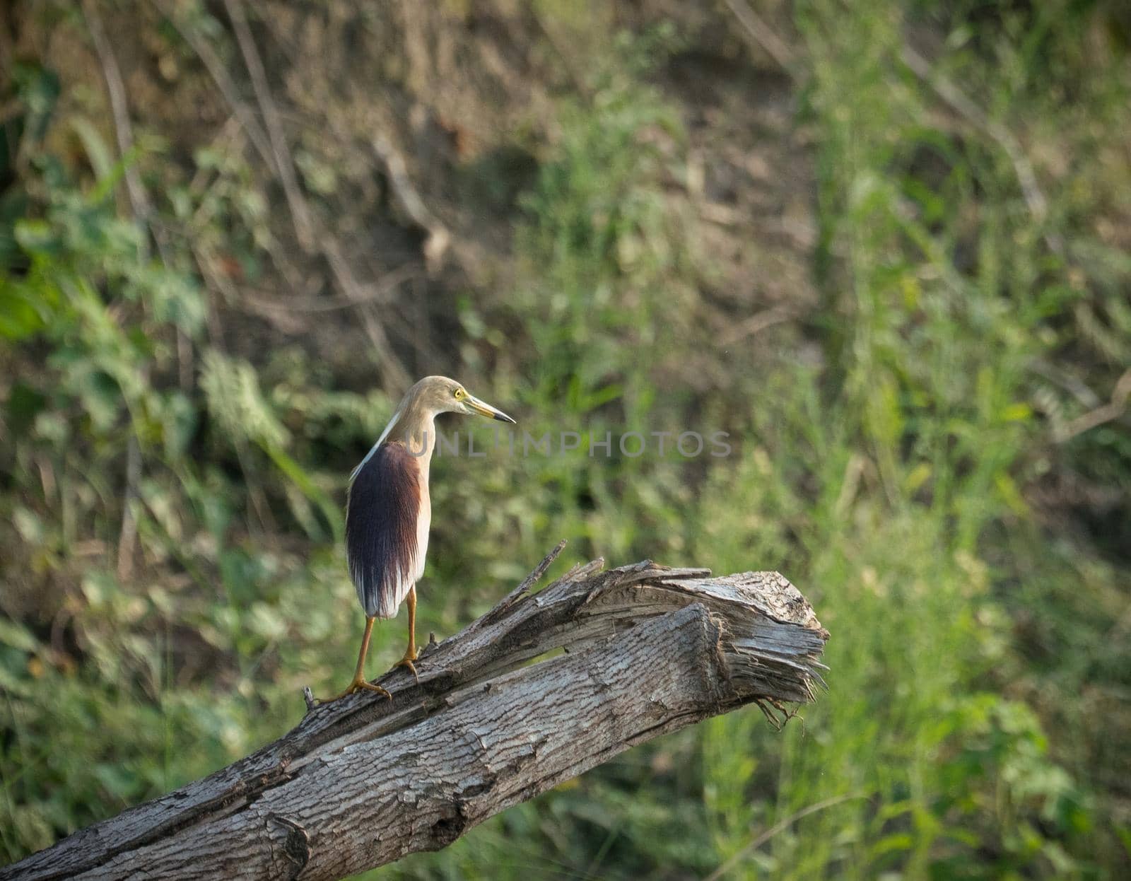Indian pond heron or paddybird. Ardeola grayii captured in the wild. Birdwatching and wildlife photography