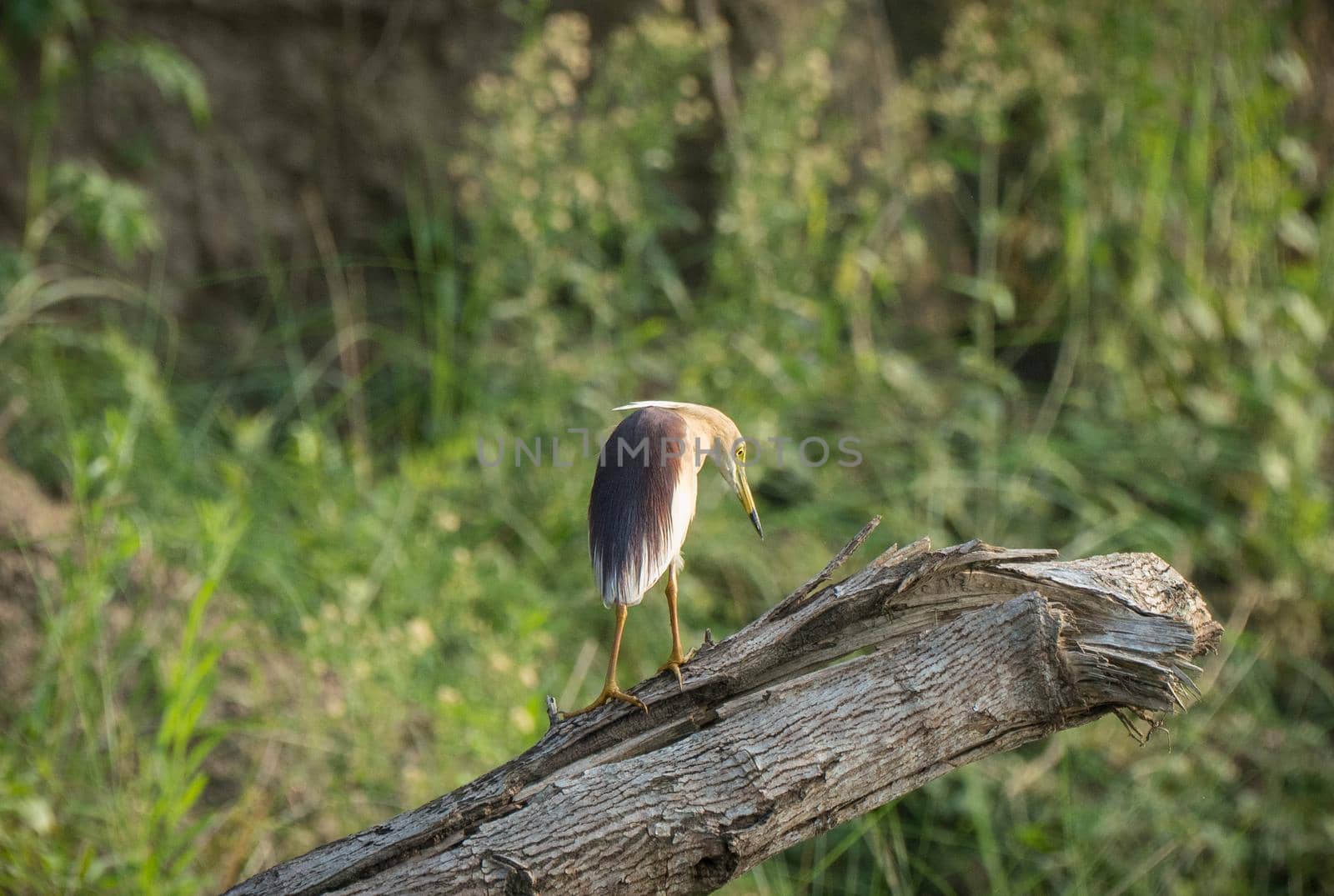 Indian pond heron or paddybird, Ardeola grayii  by Arsgera