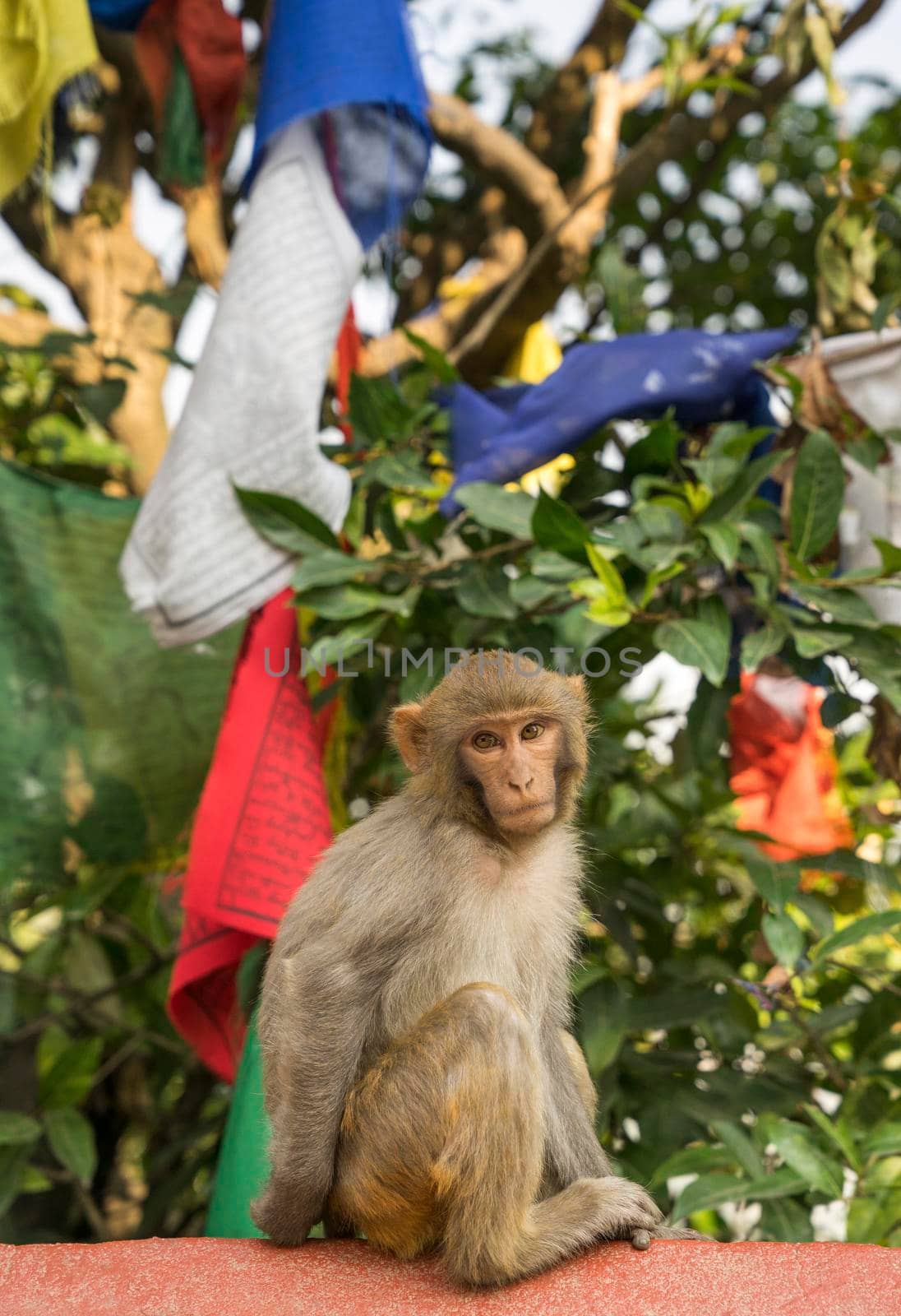 Monkey and prayer flags from Swayambunath temple in Kathmandu. Religion in Nepal