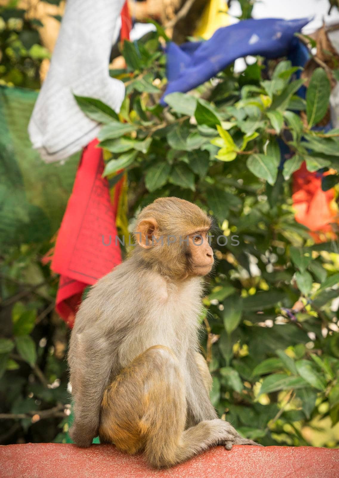 Monkey and prayer flags from Swayambunath temple in Kathmandu by Arsgera