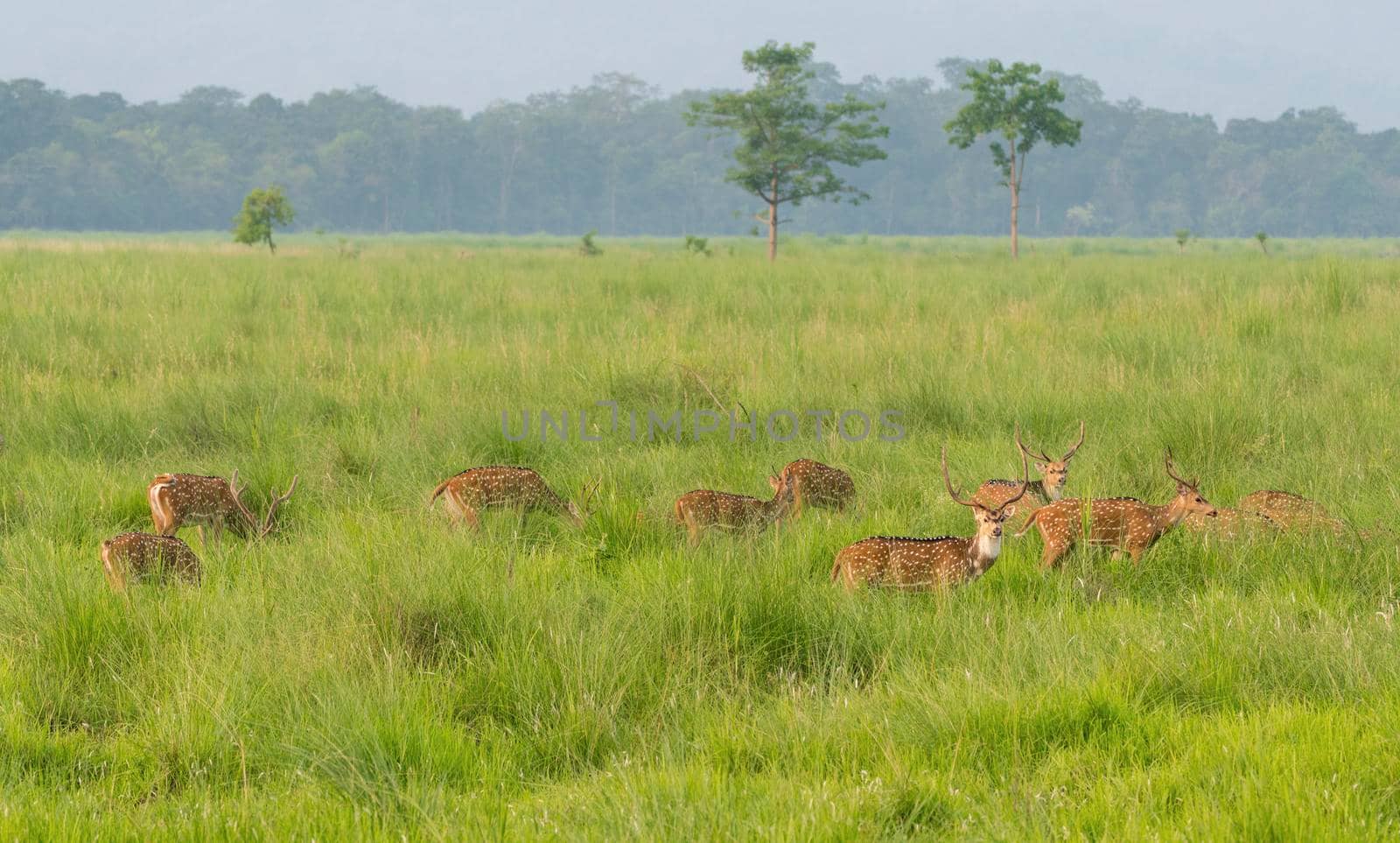 Sika or dappled deers in the wild. Captured in the jungle. Wildlife and animal photo