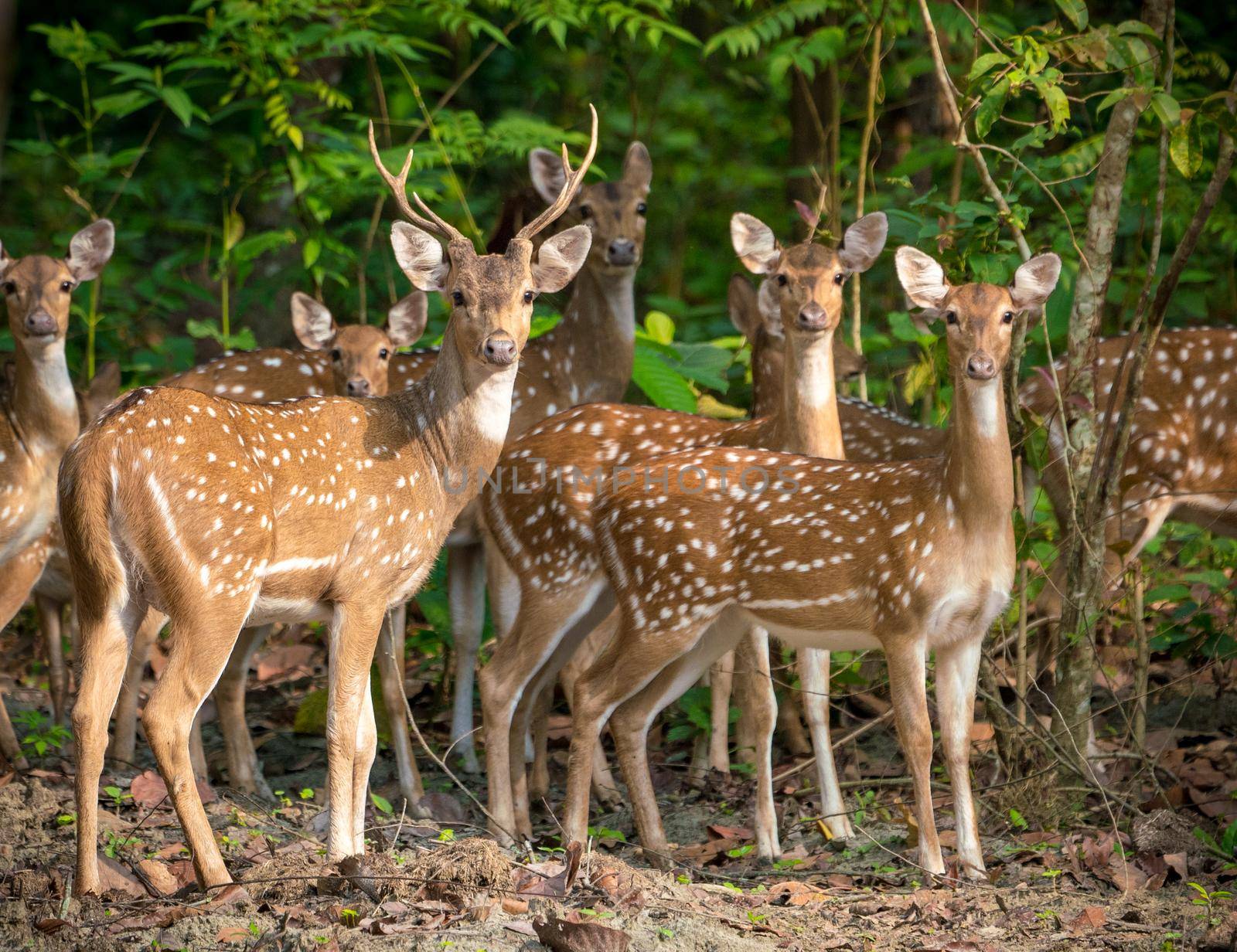 Sika or spotted deers herd in the jungle. Wildlife and animal photo. Japanese deer Cervus nippon
