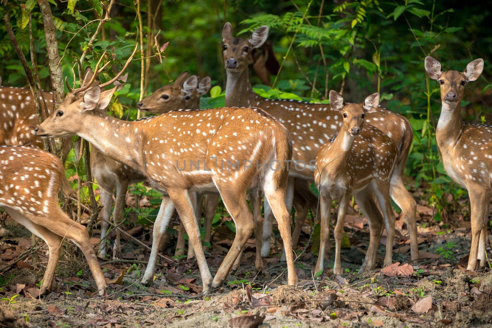 Sika or spotted deers herd in the jungle by Arsgera