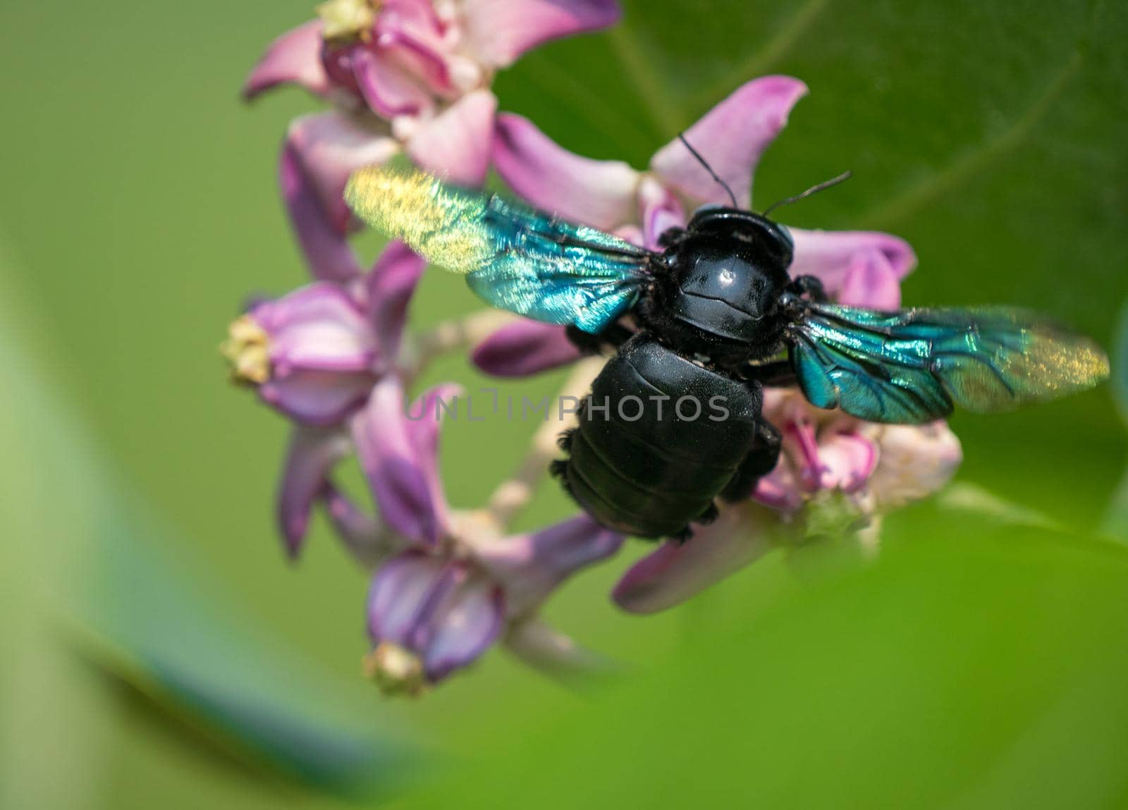 Xylocopa valga or carpenter bee on Apple of Sodom flowers by Arsgera