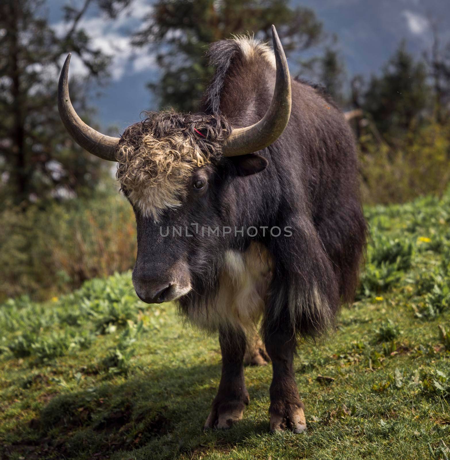 Yak or nak feeding in the Nepal highlands by Arsgera