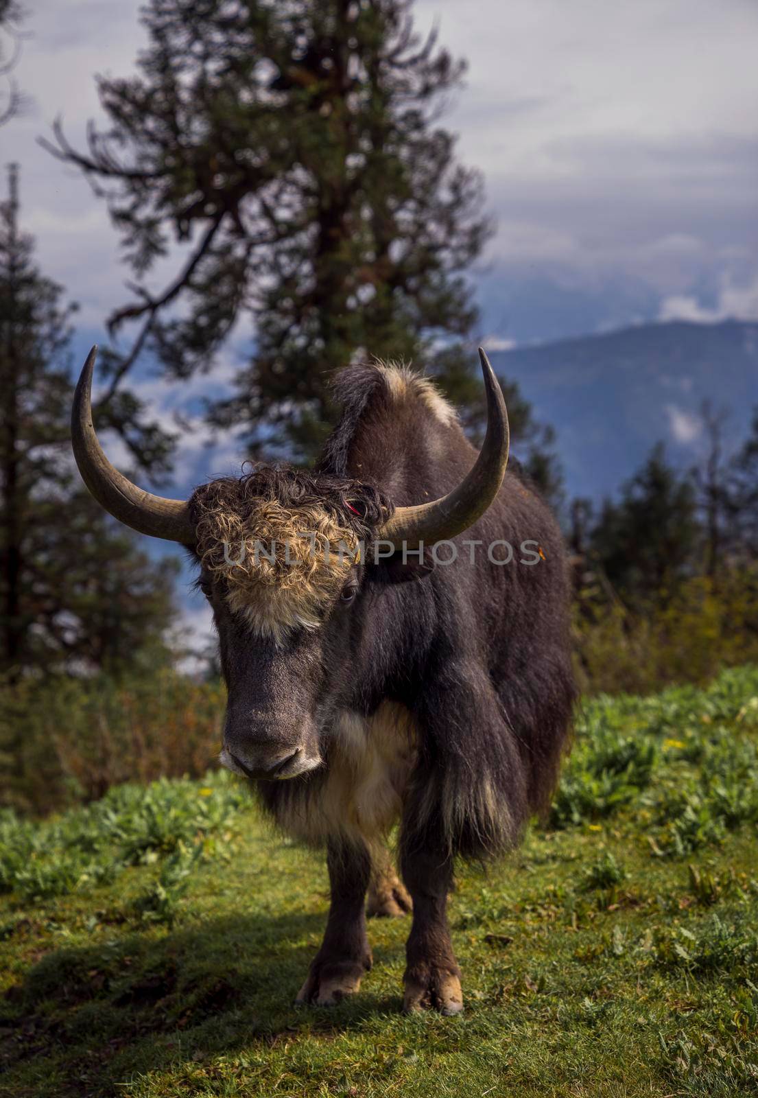 Yak or nak feeding in the fields in Nepal. Captured in Himalayas