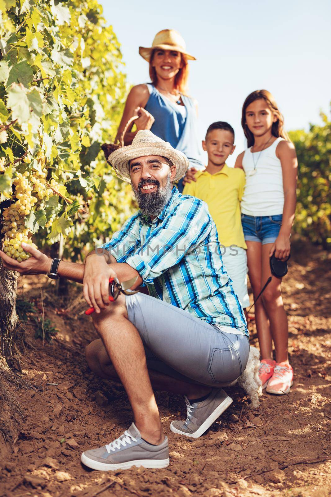 Beautiful young smiling family of four cutting grapes at a vineyard.