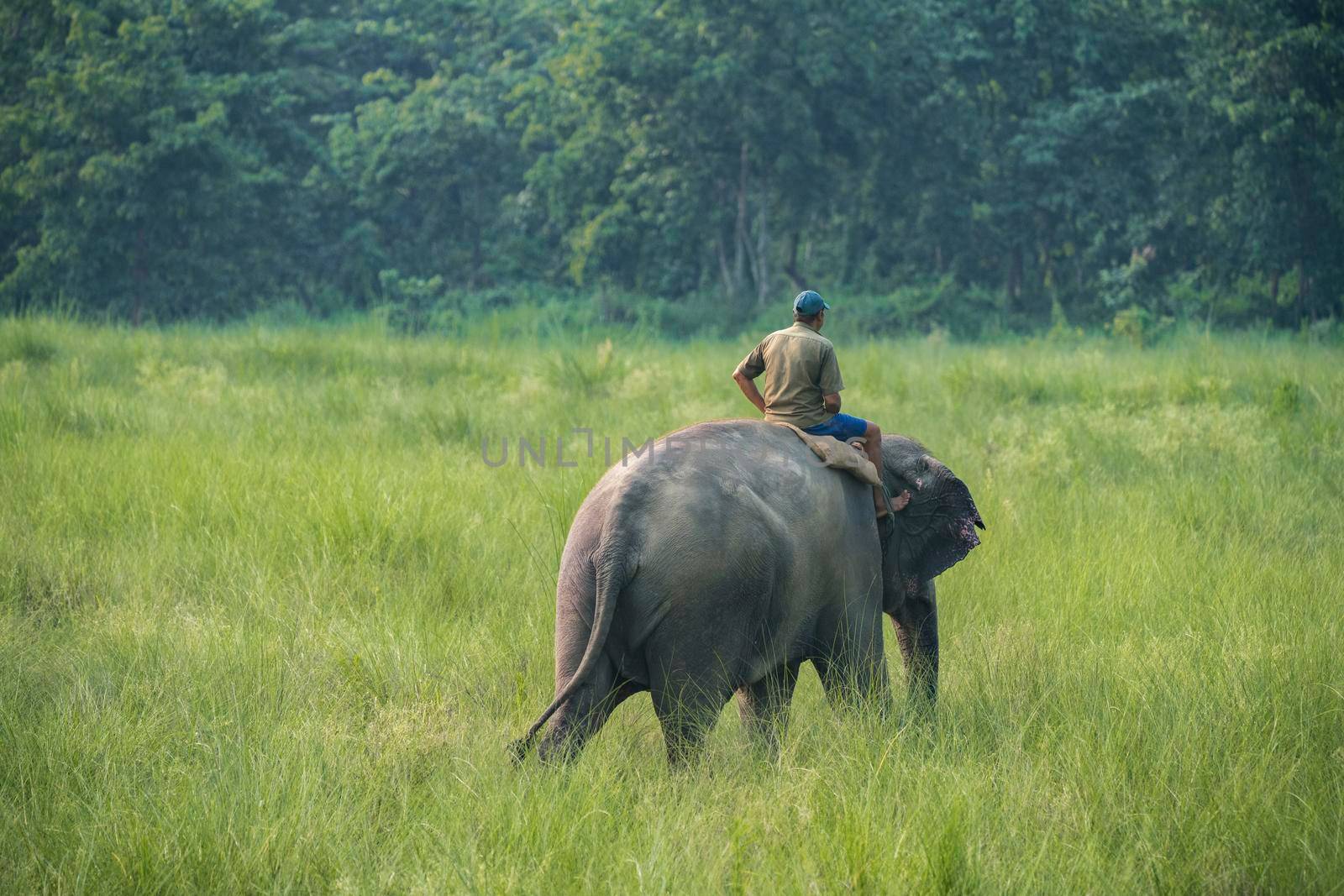 Mahout or elephant rider riding a female elephant. Wildlife and rural photo. Asian elephants as domestic animals