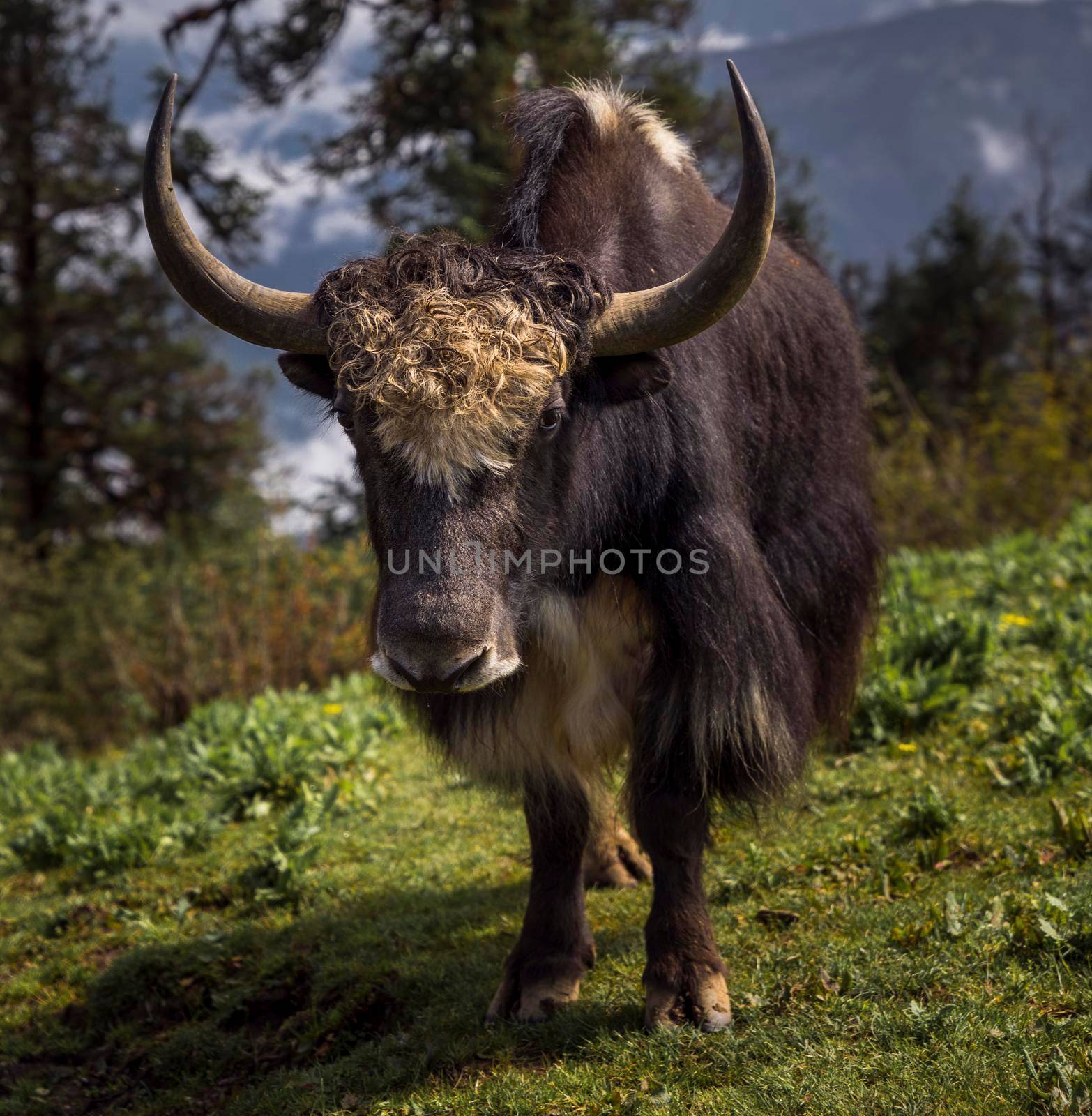 Yak or nak feeding in the fields in Nepal. Captured in Himalayas