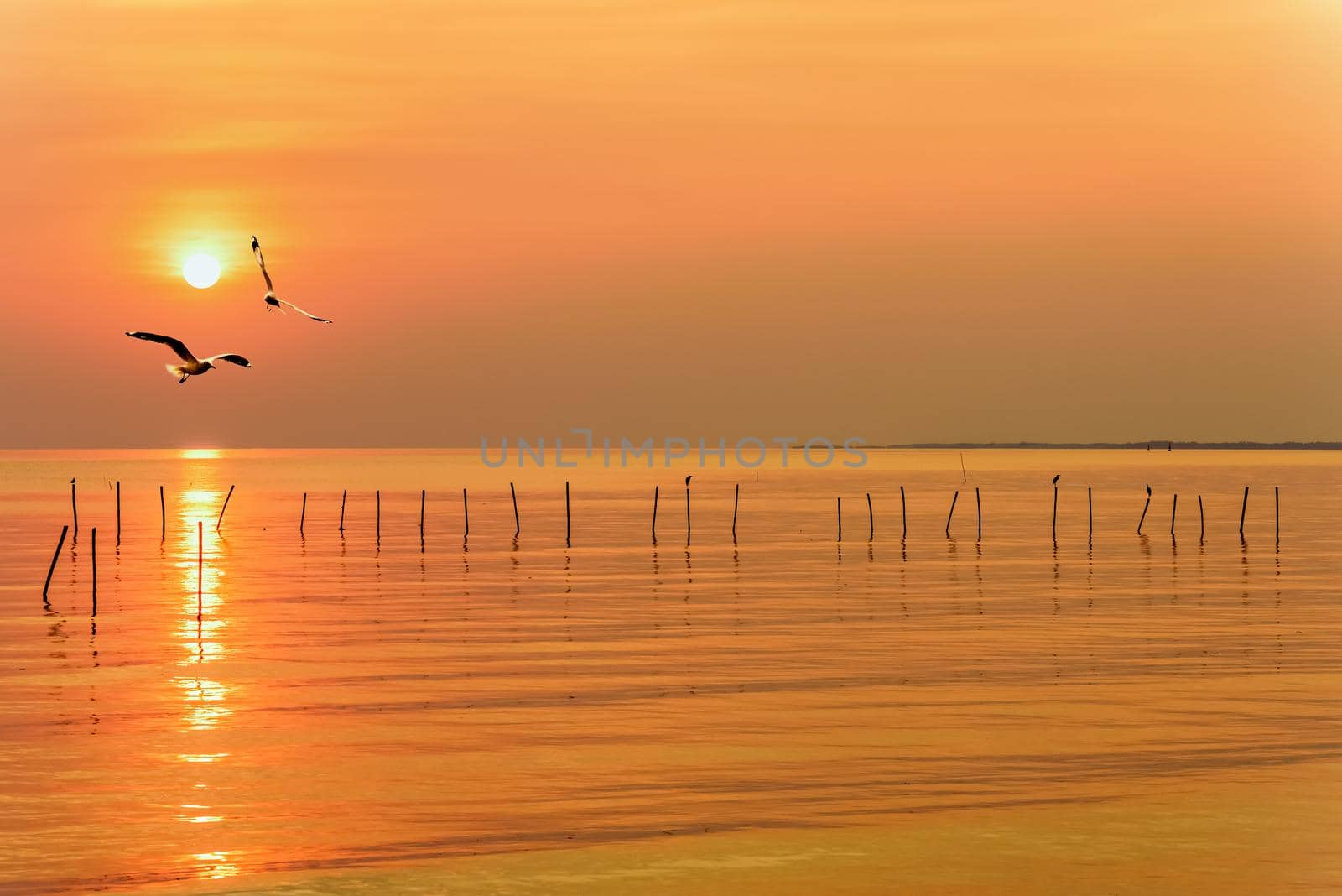 Pair of seagulls in yellow, orange sky and bright sun at sunrise, Happy animal in beautiful nature landscape for background, Two birds flying above the sea, water and horizon ocean at sunset, Thailand