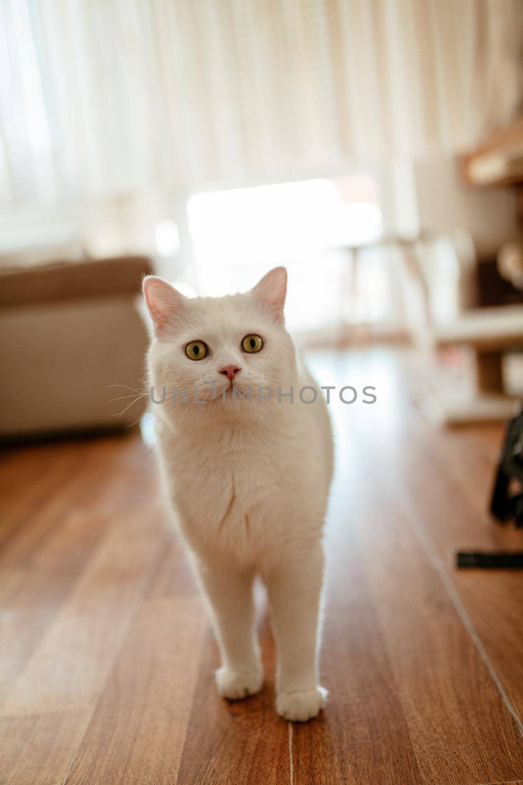 White beautiful cute cat standing at the living room floor and waiting for something.