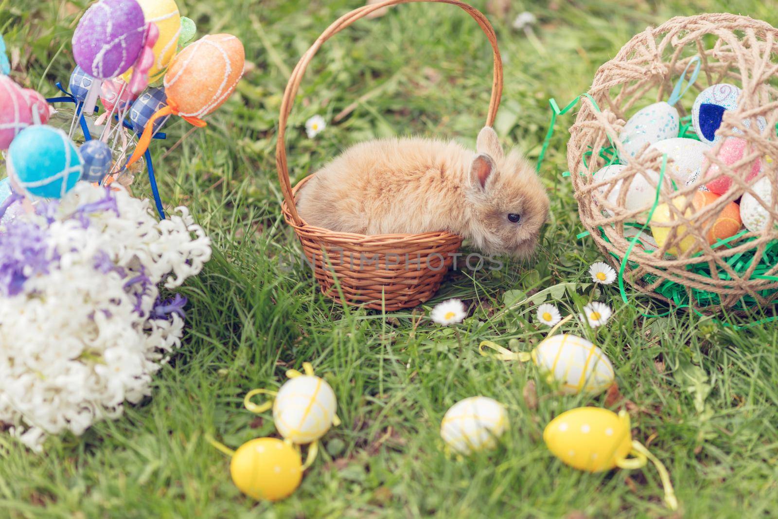 Cute little bunny sitting in the basket with Easter eggs and flowers hyacinth around in the spring green grass in holidays.