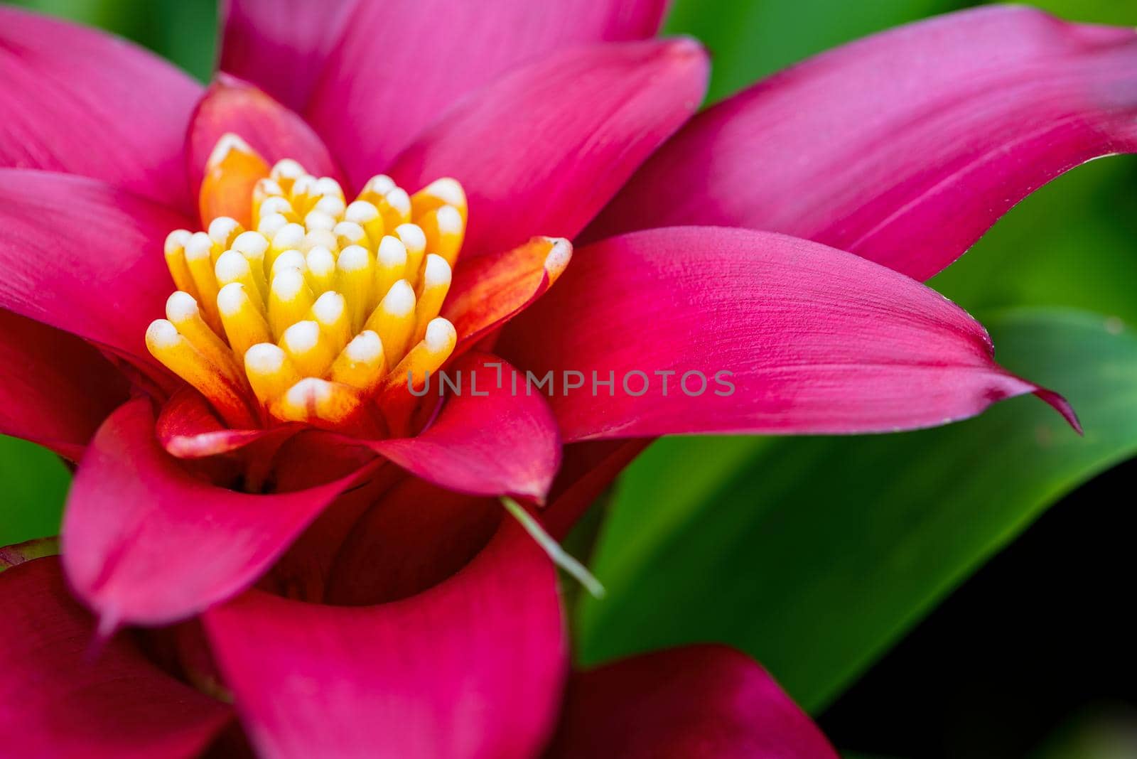 Macro image, Close up yellow carpel on red pink petal and green leaf beautiful exotic flower of Aechmea Fasciata, Silver vase or Urn plant for nature background