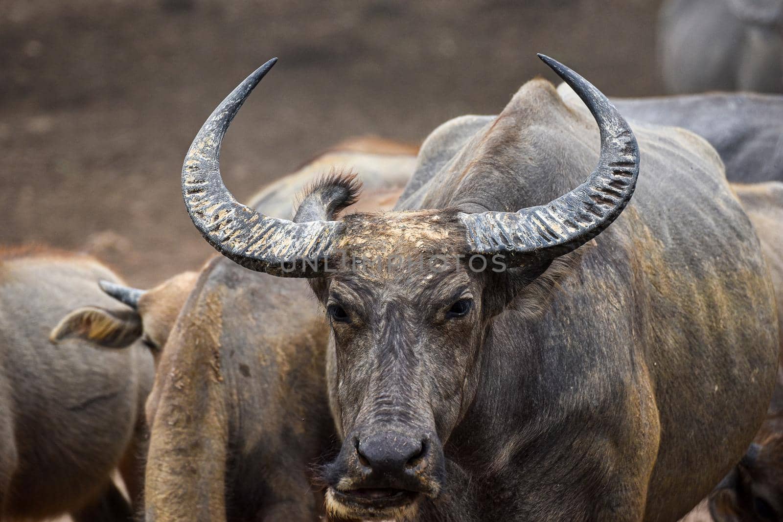  close up image of Water Buffalo  by NuwatPhoto