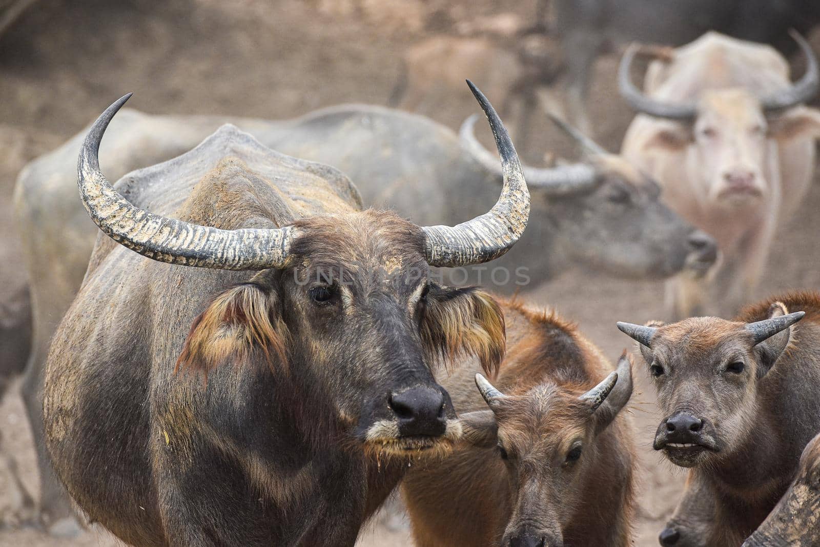  close up image of Water Buffalo  by NuwatPhoto