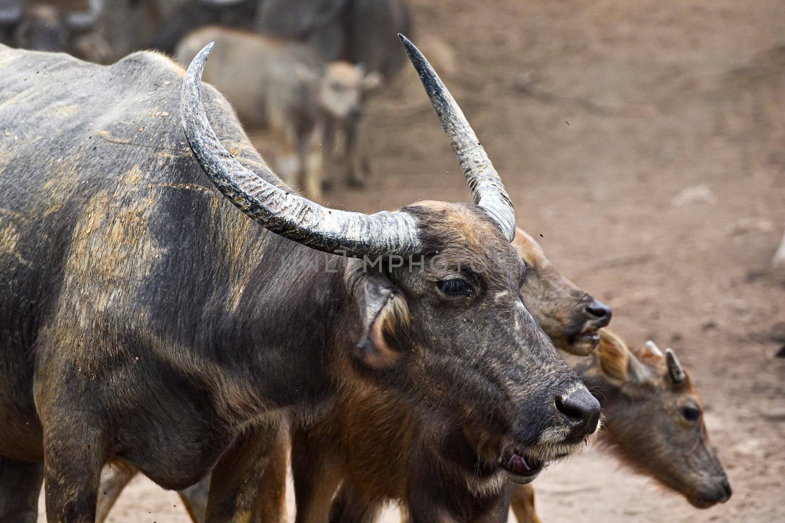  close up image of Water Buffalo  by NuwatPhoto