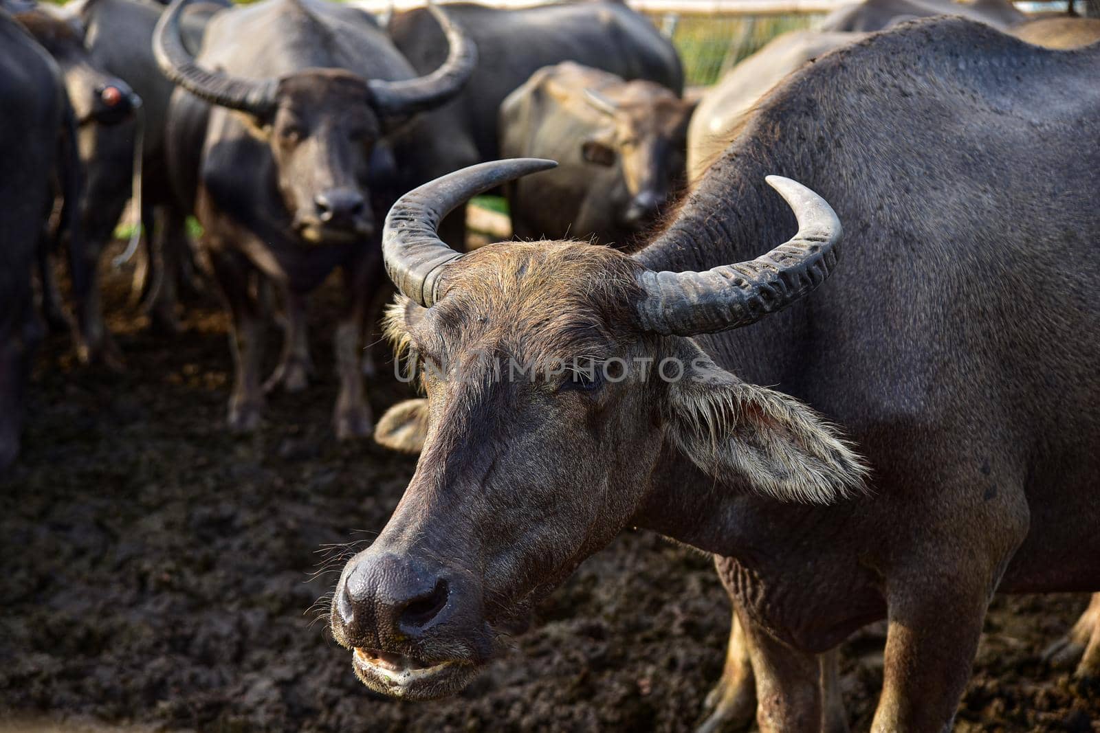 A close up image of Water Buffalo by NuwatPhoto