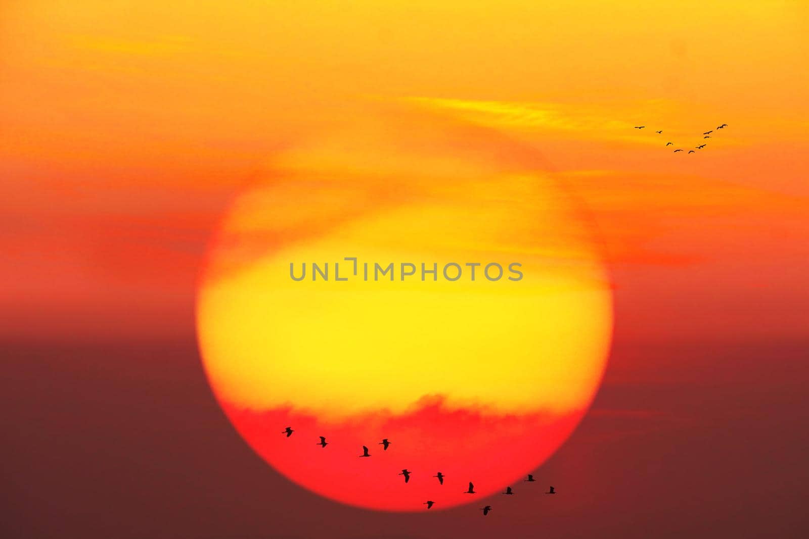 beautiful close up red yelllow sunset and silhouette of birds fly away home passing sun and cloud orange sky background