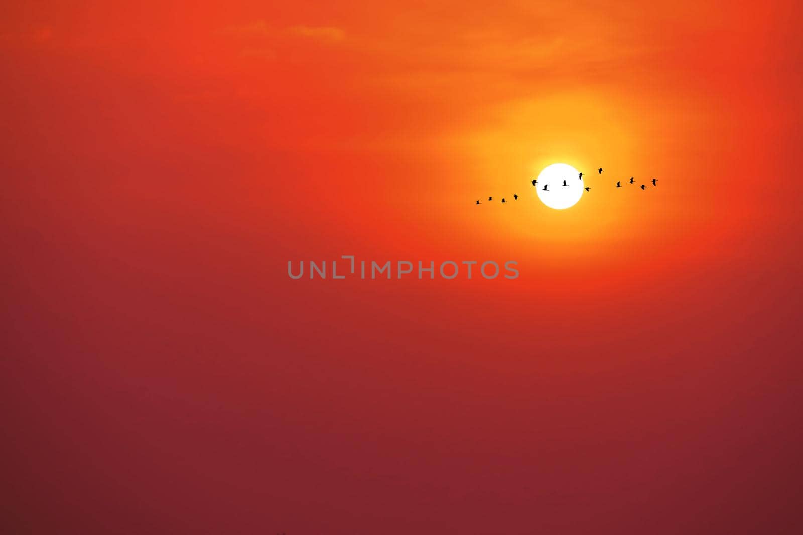 beautiful red yelllow sunset and silhouette of birds fly passing sun and orange sky background