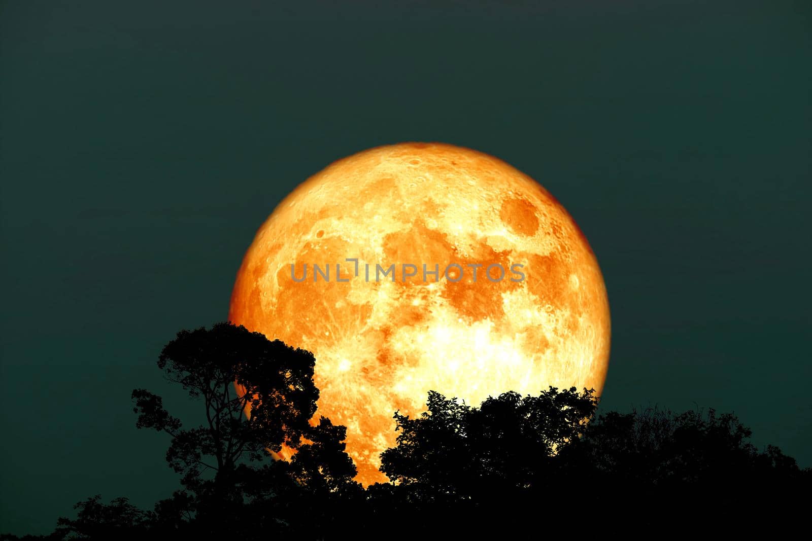 Full harvest blood moon and silhouette top tree on night sky by Darkfox