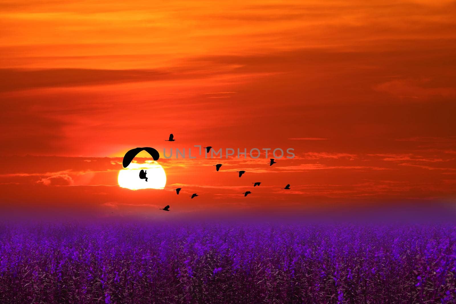 sunset flying bird and paramotor over purple flower of lavender field red orange sky by Darkfox