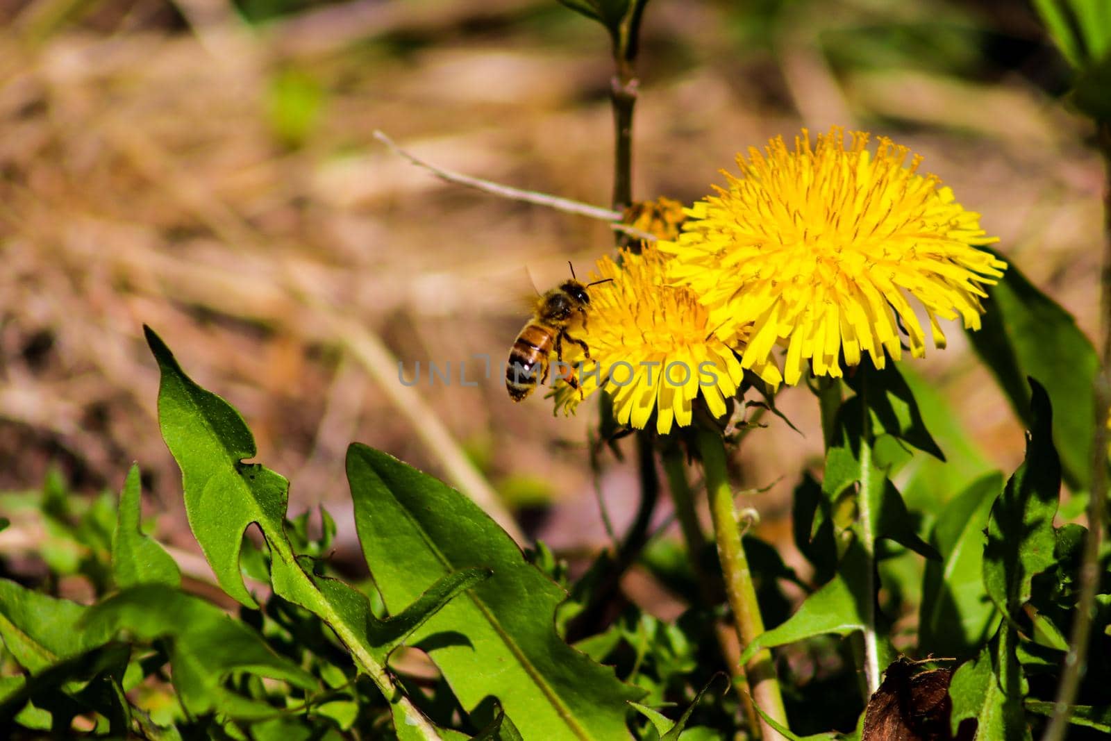 Yellow Dandelions on a sunny summer day . High quality photo
